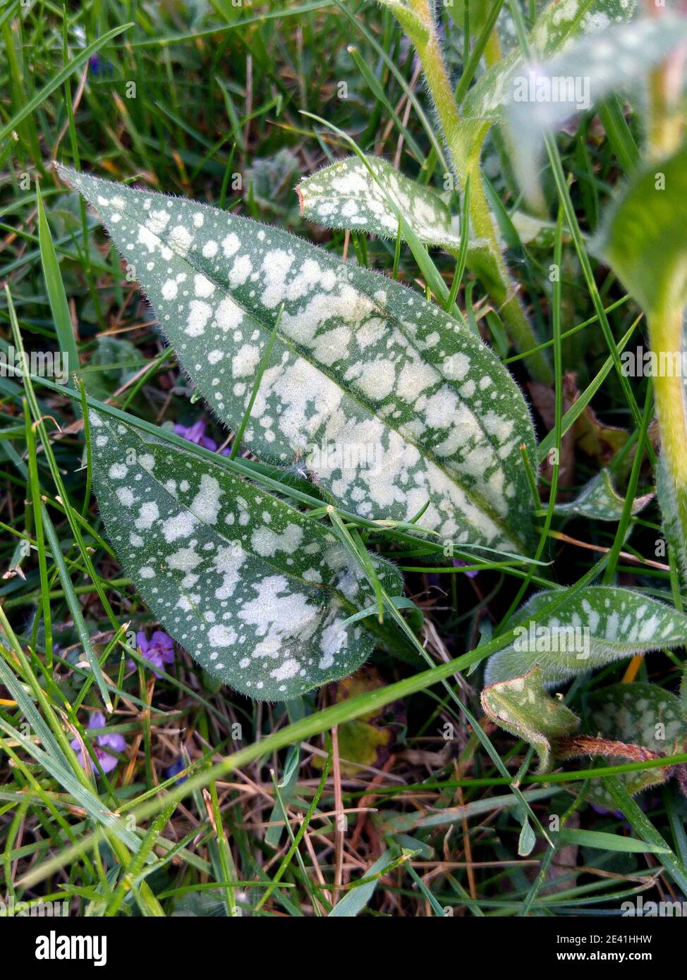 Bethlehem Sage, Lungwort (Pulmonaria saccharata), leaves Stock Photo
