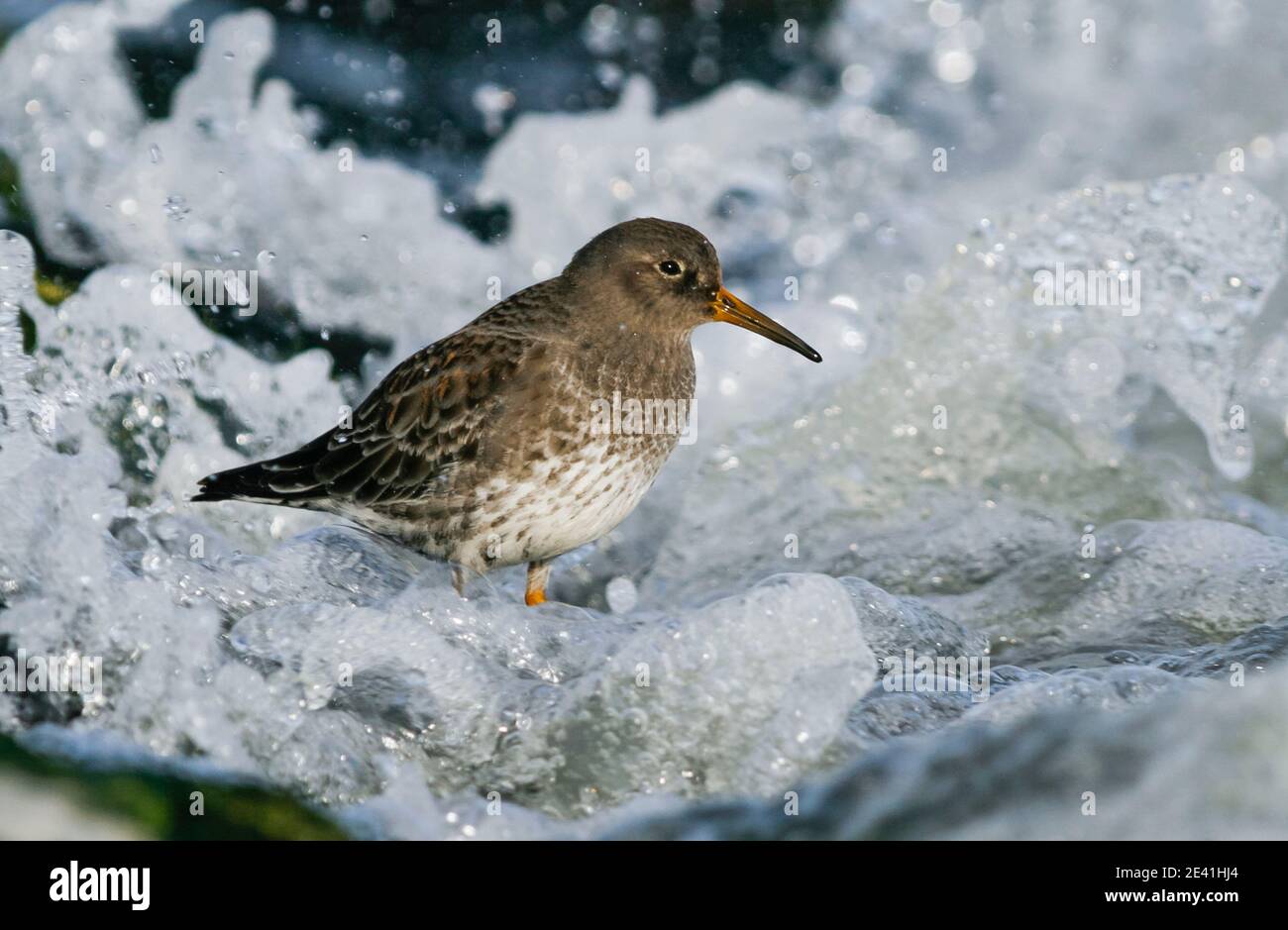 purple sandpiper (Calidris maritima), 2nd year standing in the surf of the North Sea, Germany Stock Photo