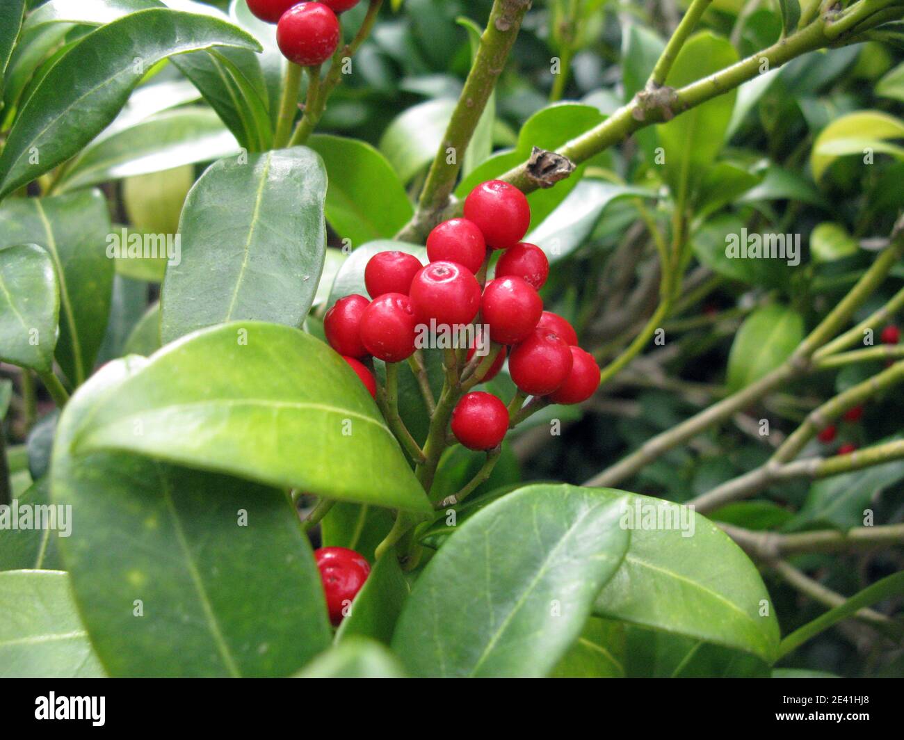 Fruiting Skimmia Japanese Skimmia (Skimmia reveesinana, Skimmia japonica ssp. reveesiana), fruiting Stock Photo