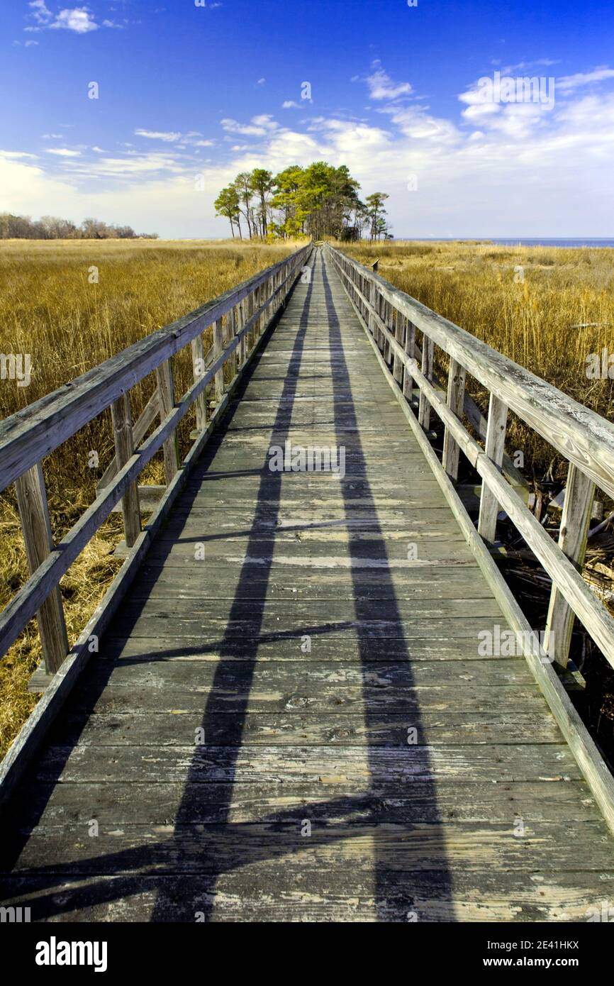Tundra Swan Boardwalk Is a universally-accessible boardwalk viewing wintering waterfowl and for crabbing and fishing at Eastern Neck National Wildlife Stock Photo
