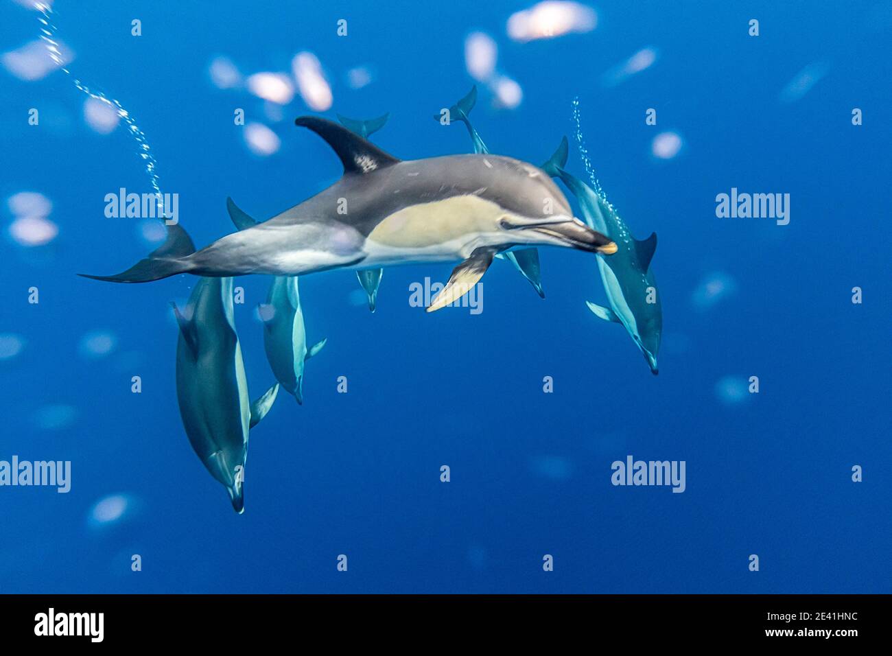 common dolphin, short-beaked Common Dolphin, saddleback(ed) dolphin, crisscross dolphin (Delphinus delphis), under water swimming pod of dolphins, Stock Photo
