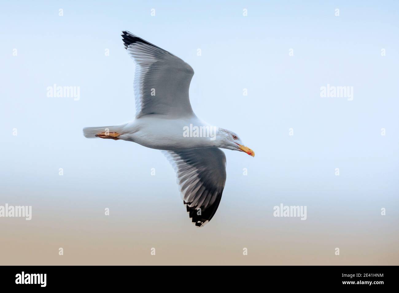Caspian Gull (Larus cachinnans, Larus cachinnans cachinnans), looking for prey in flight, Germany, Bavaria Stock Photo