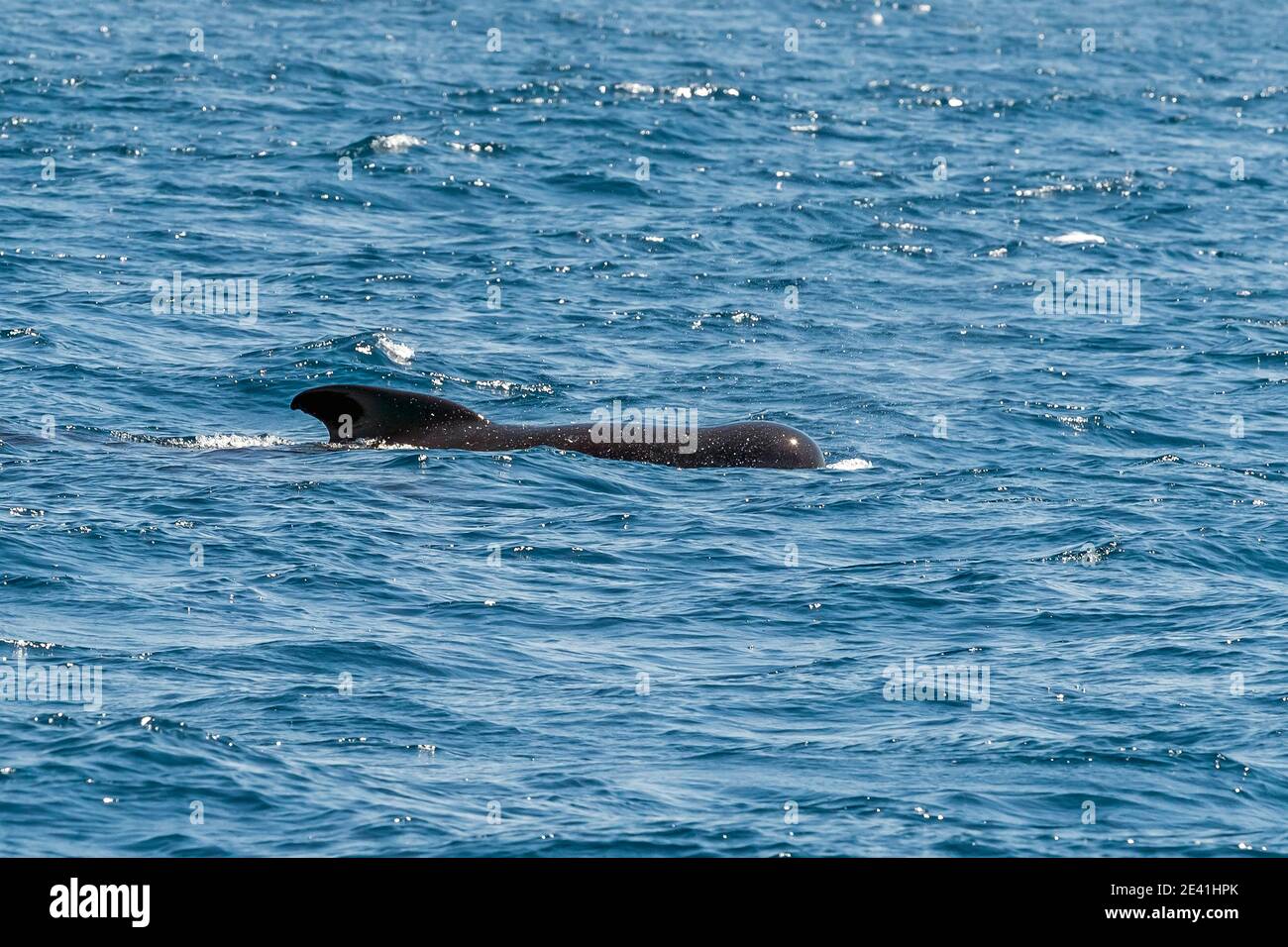 Long-finned pilot whale, Pothead whale, Caaing whale, Longfin pilot whale, Atlantic pilot whale, Blackfish, Short-finned Pilot Whale (Globicephala Stock Photo