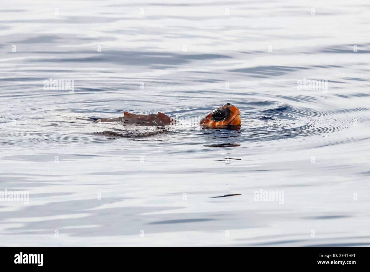 loggerhead sea turtle, loggerhead (Caretta caretta), swimming, Azores, Terceira Stock Photo