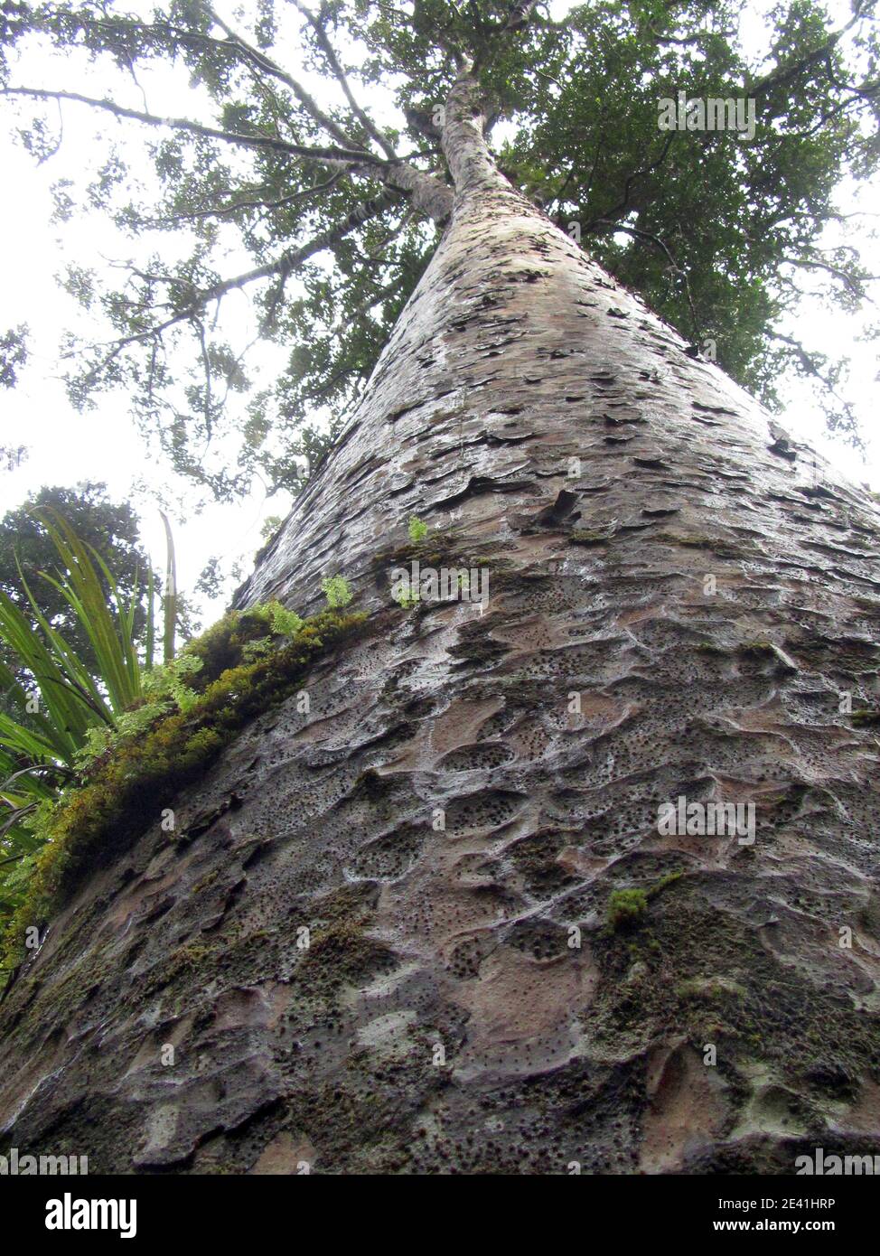 Kauri Pine (Agathis australis), Huge Kauri in Waipoua Forest, New Zealand, Northern Island Stock