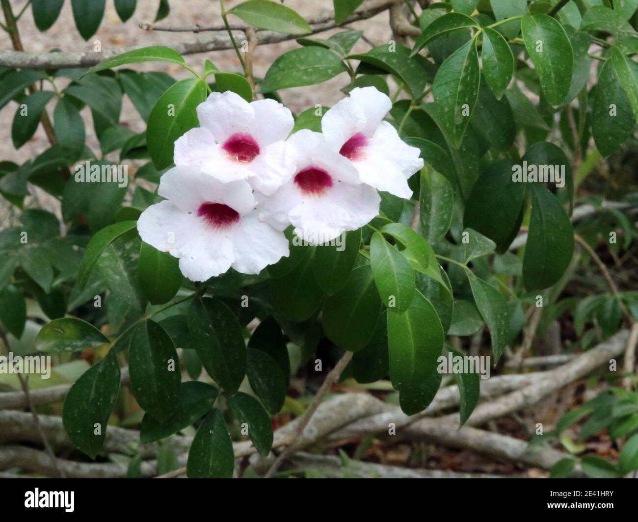 Bower Vine, Bower Plant, Jasmine (Pandorea jasminoides), blooming, Spain, Balearic Islands, Majorca Stock Photo