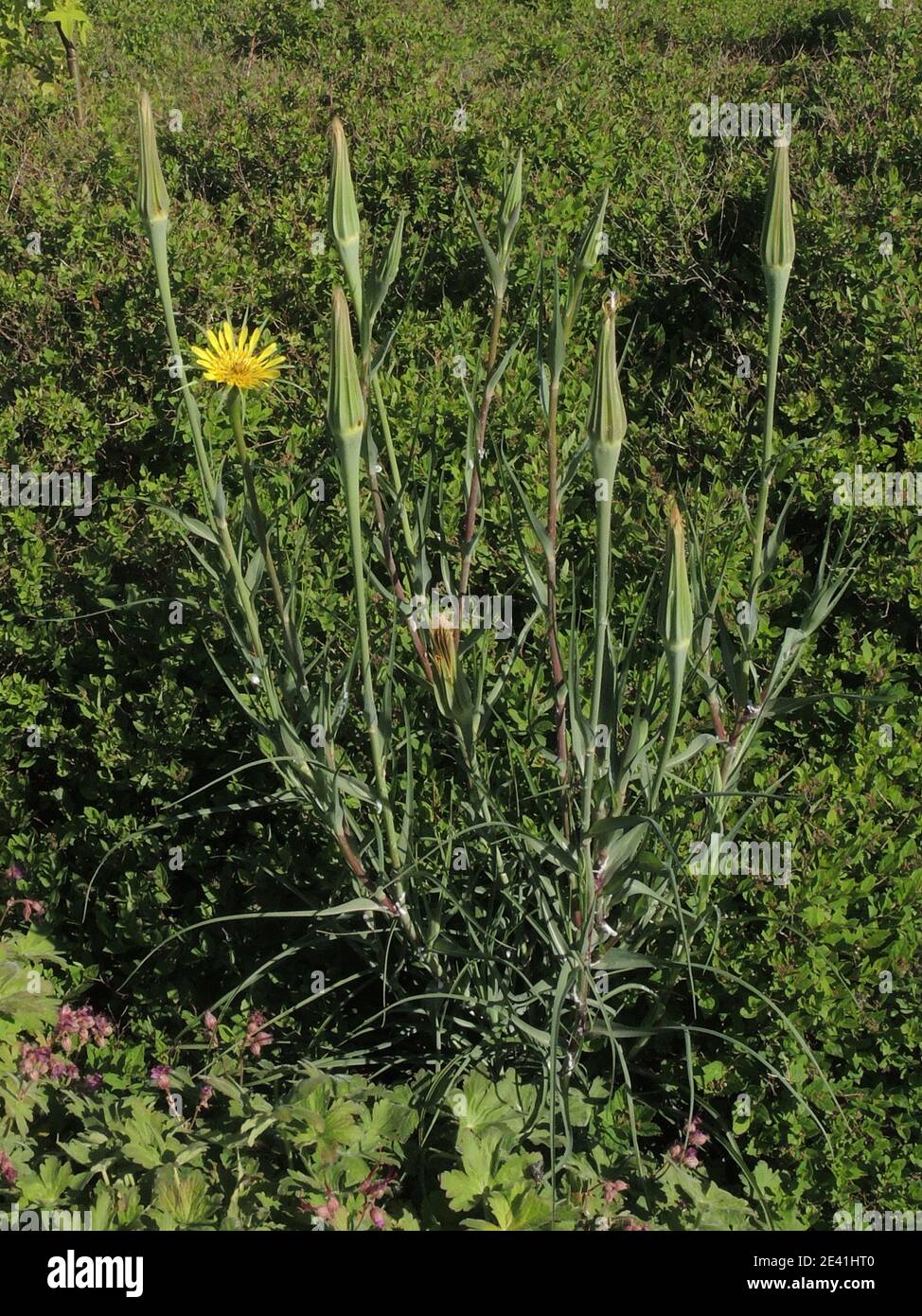 yellow salsify, meadow goat's-beard (Tragopogon dubius), blooming and fruiting, Germany Stock Photo