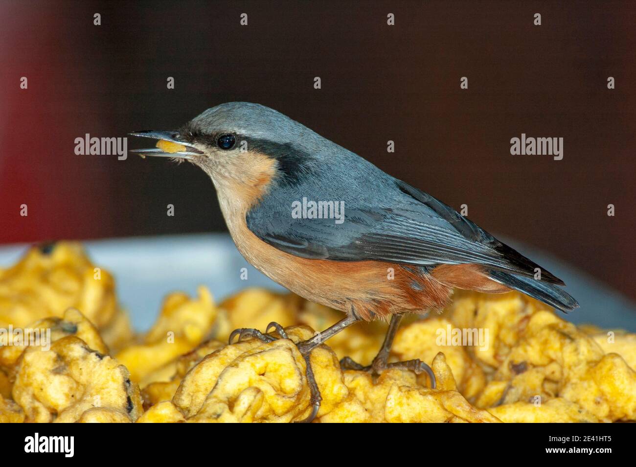 white-tailed nuthatch (Sitta himalayensis), stealing food from a local food vendor, Asia Stock Photo