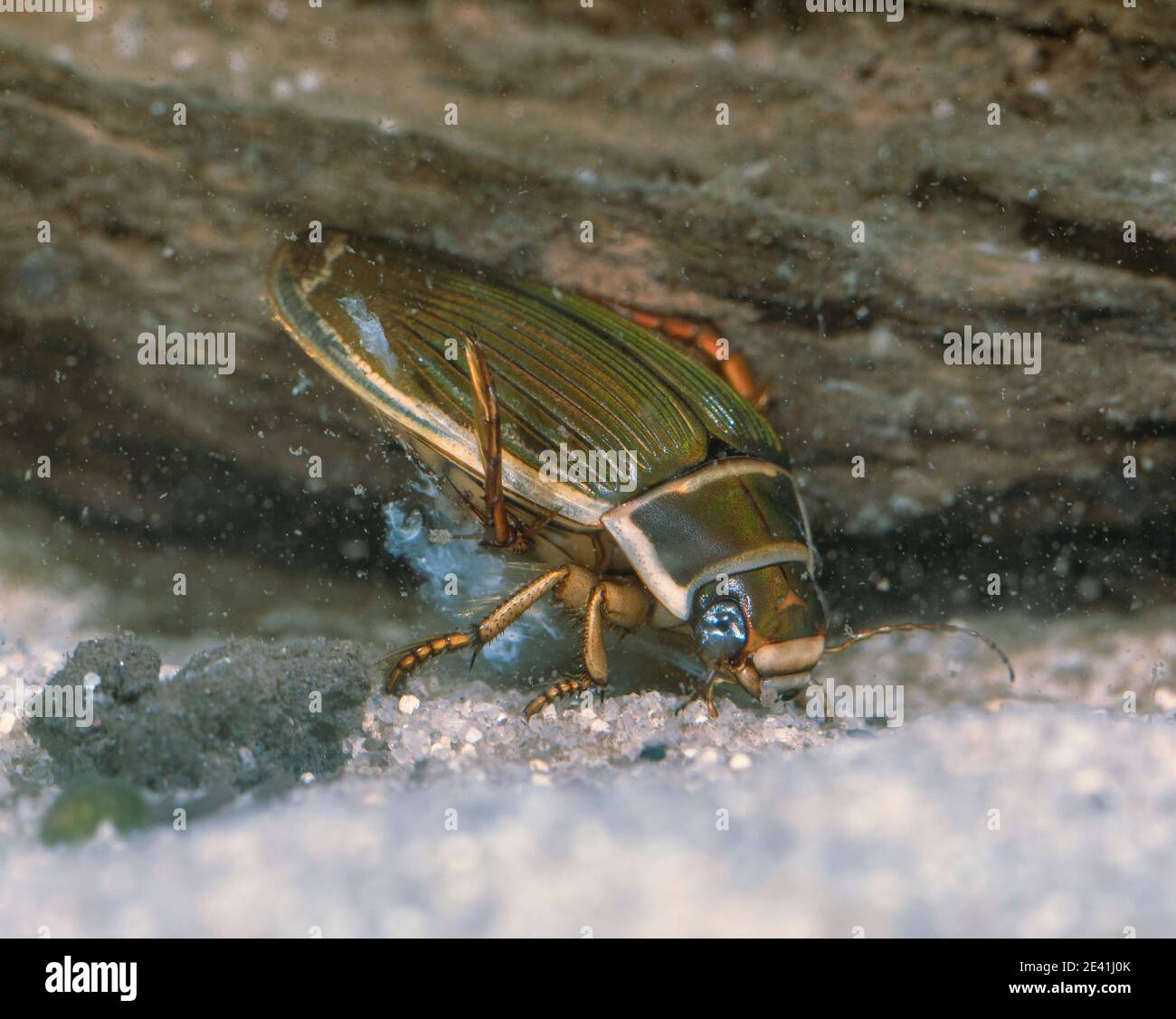 Thick-horned Dytiscus (Dytiscus dimidiatus), female feeds water snail, Germany Stock Photo