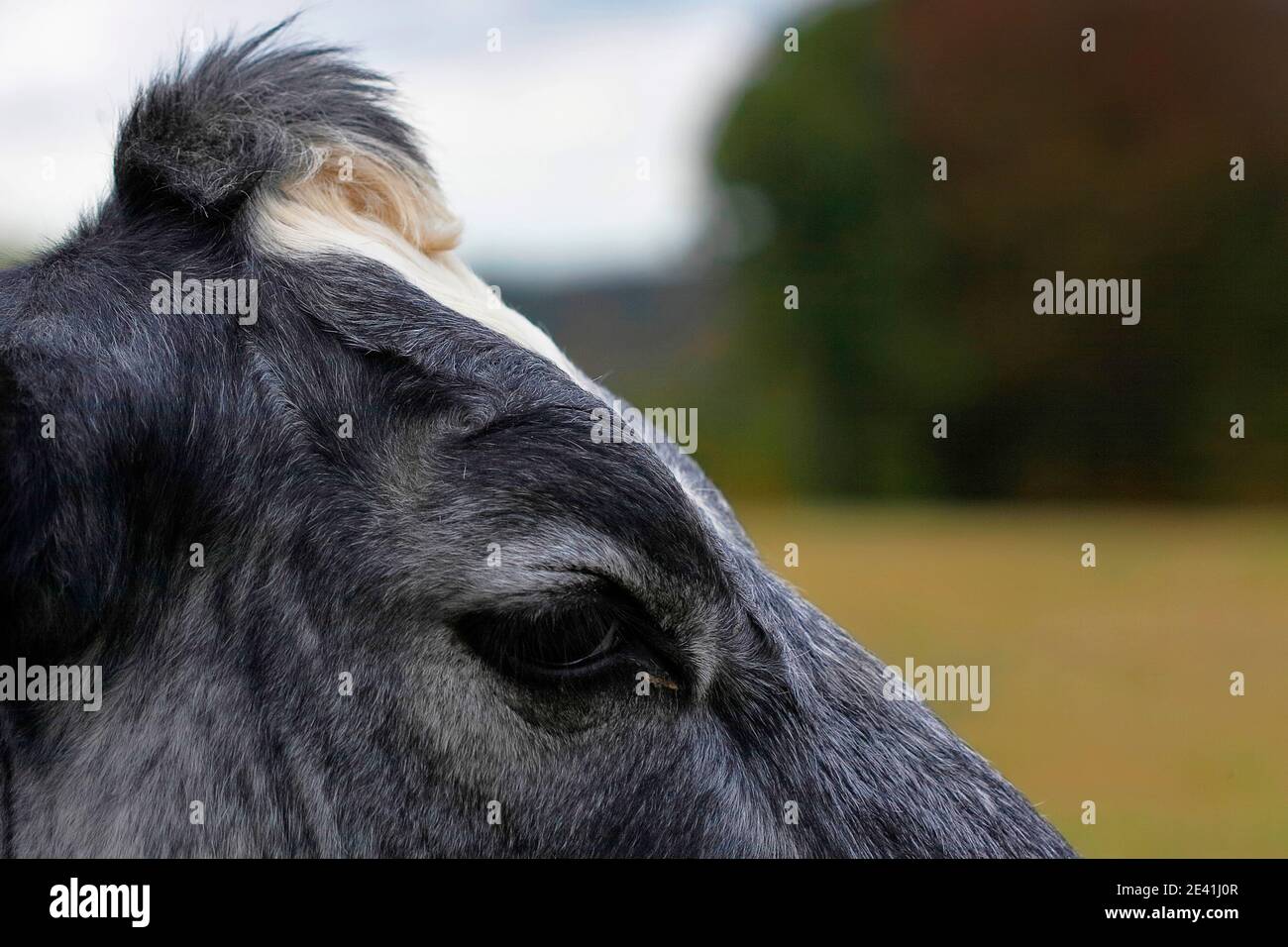 domestic cattle (Bos primigenius f. taurus), eye, miniature cattle, Germany  Stock Photo - Alamy