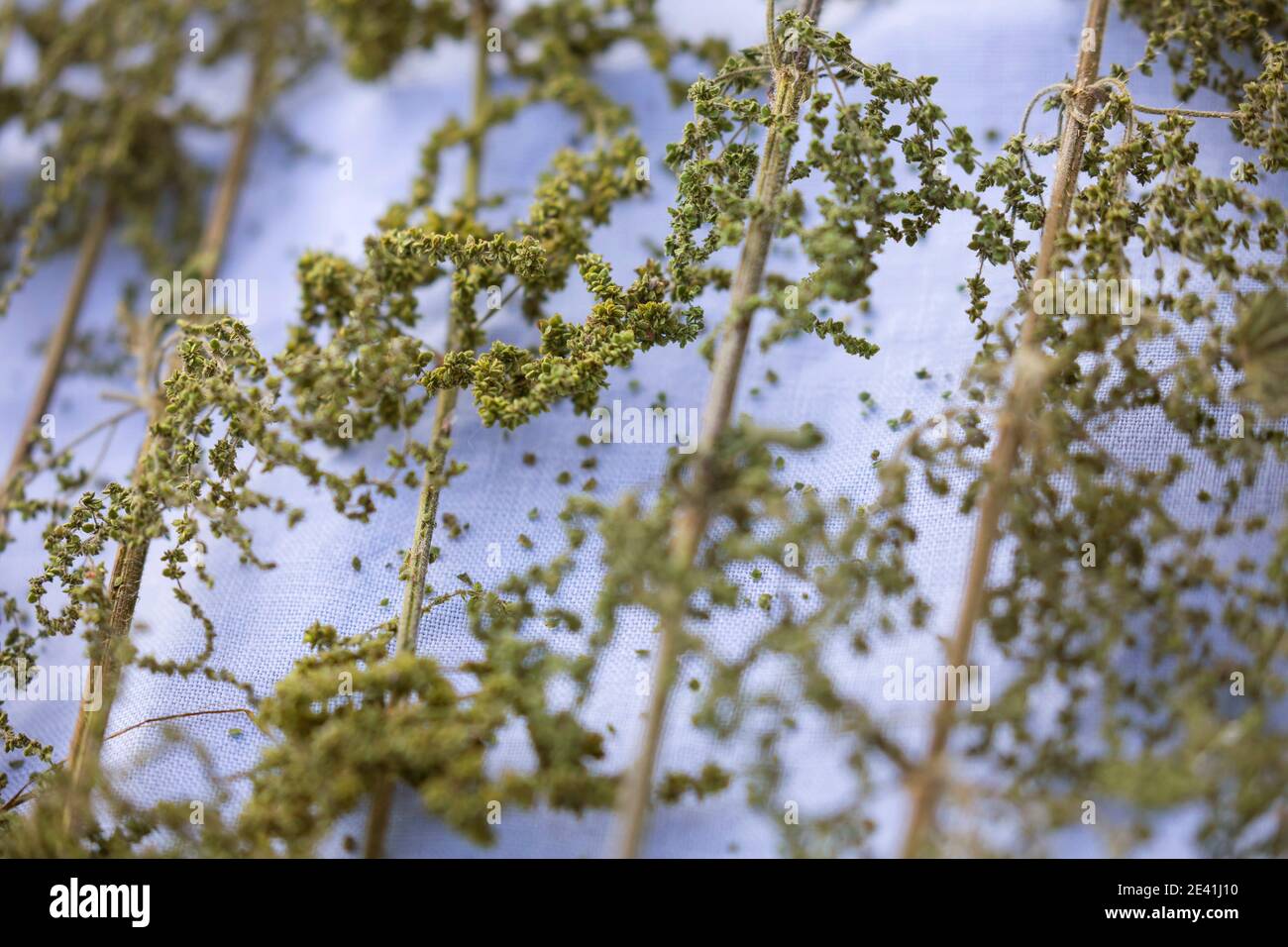 stinging nettle (Urtica dioica), stalks with nettle seeds are dried on a tray, Germany Stock Photo