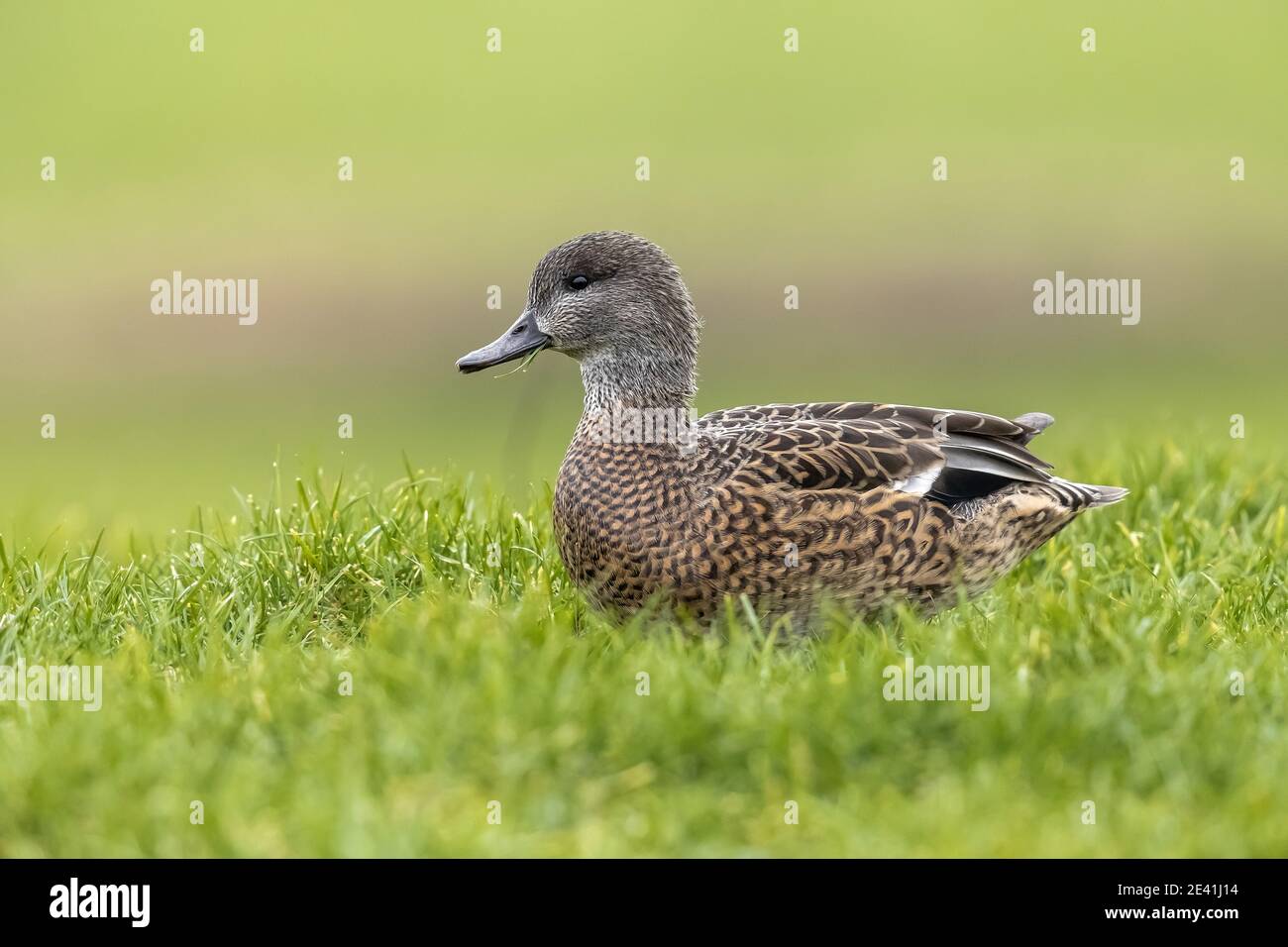 Falcated teal, falcated duck (Anas falcata, Mareca falcata), female in a meadow, side view, Netherlands Stock Photo