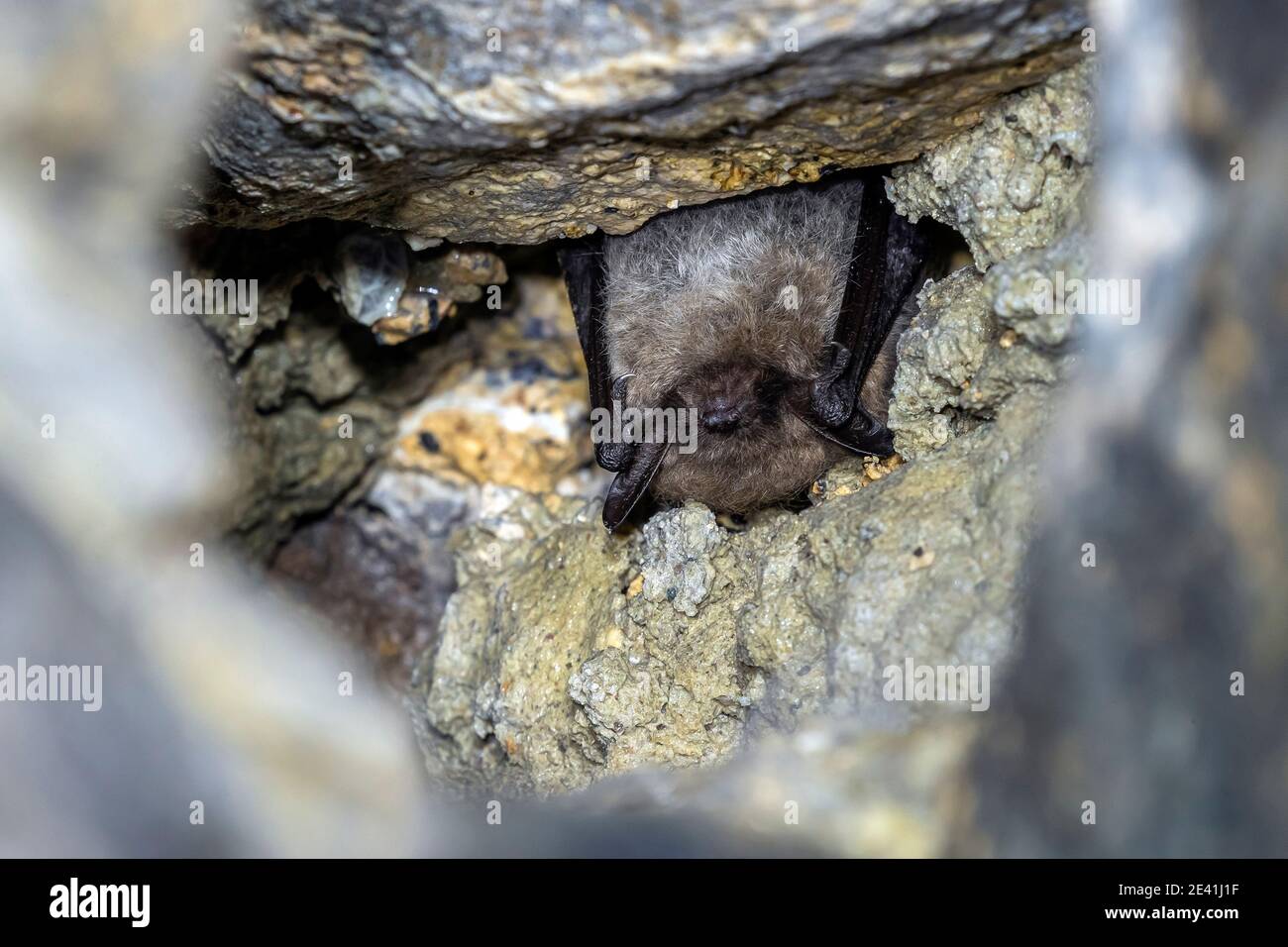 bats, chiropterans (Chiroptera), wintering in a cave near Modave Namus, Belgium, Modave Stock Photo