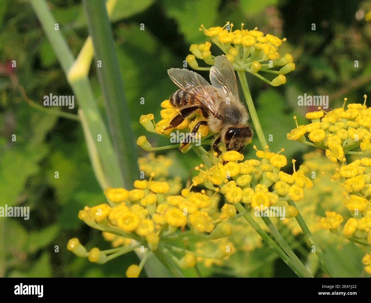 sweet fennel (Foeniculum vulgare, Anethum foeniculum), blooming in garden with honey bee, Germany Stock Photo