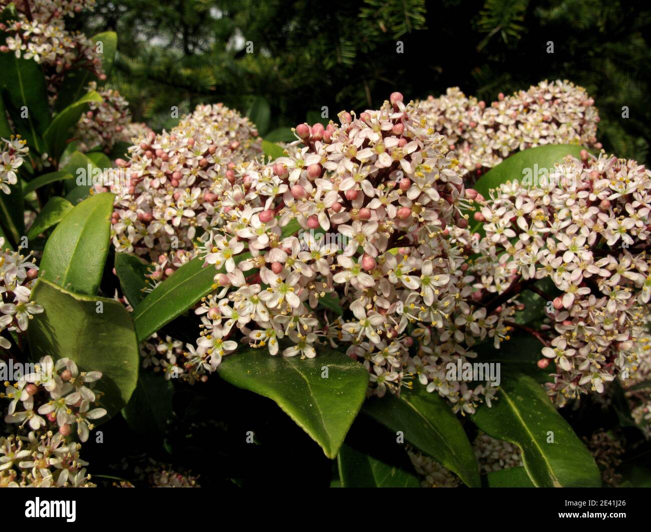 Japanese Skimmia (Skimmia japonica), blooming Stock Photo