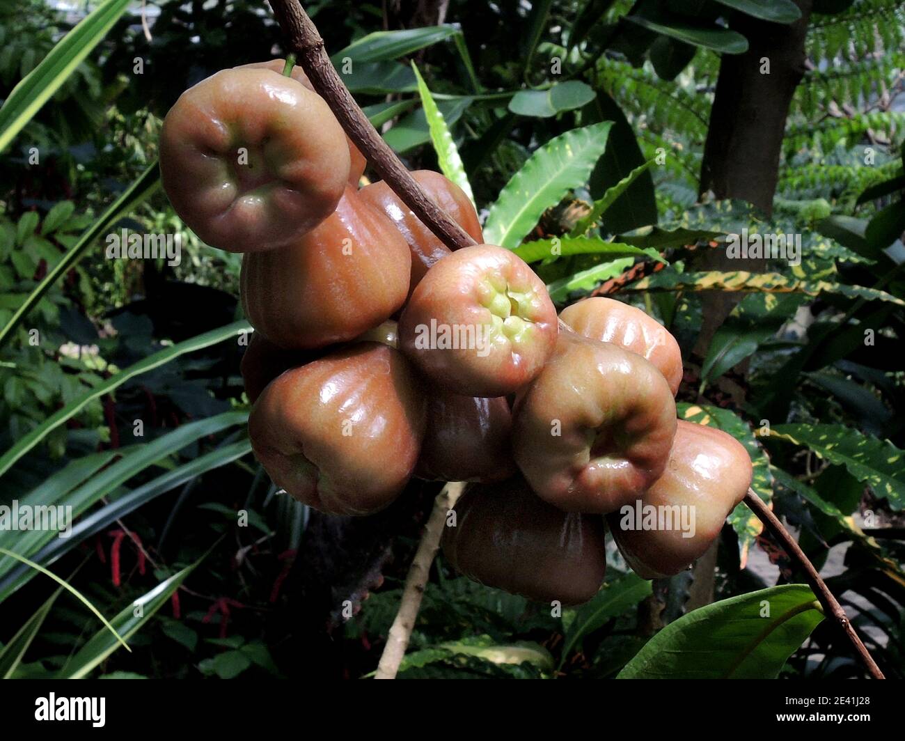 wax apple, Java apple, Semarang rose-apple, wax jambu (Eugenia javanica, Syzygium samarangense), fruits on a tree Stock Photo