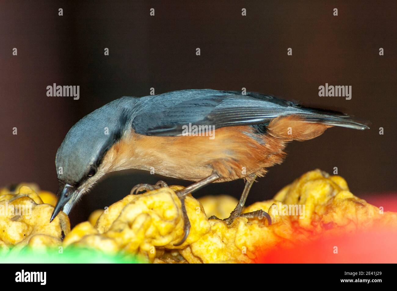 white-tailed nuthatch (Sitta himalayensis), stealing food from a local food vendor, Asia Stock Photo