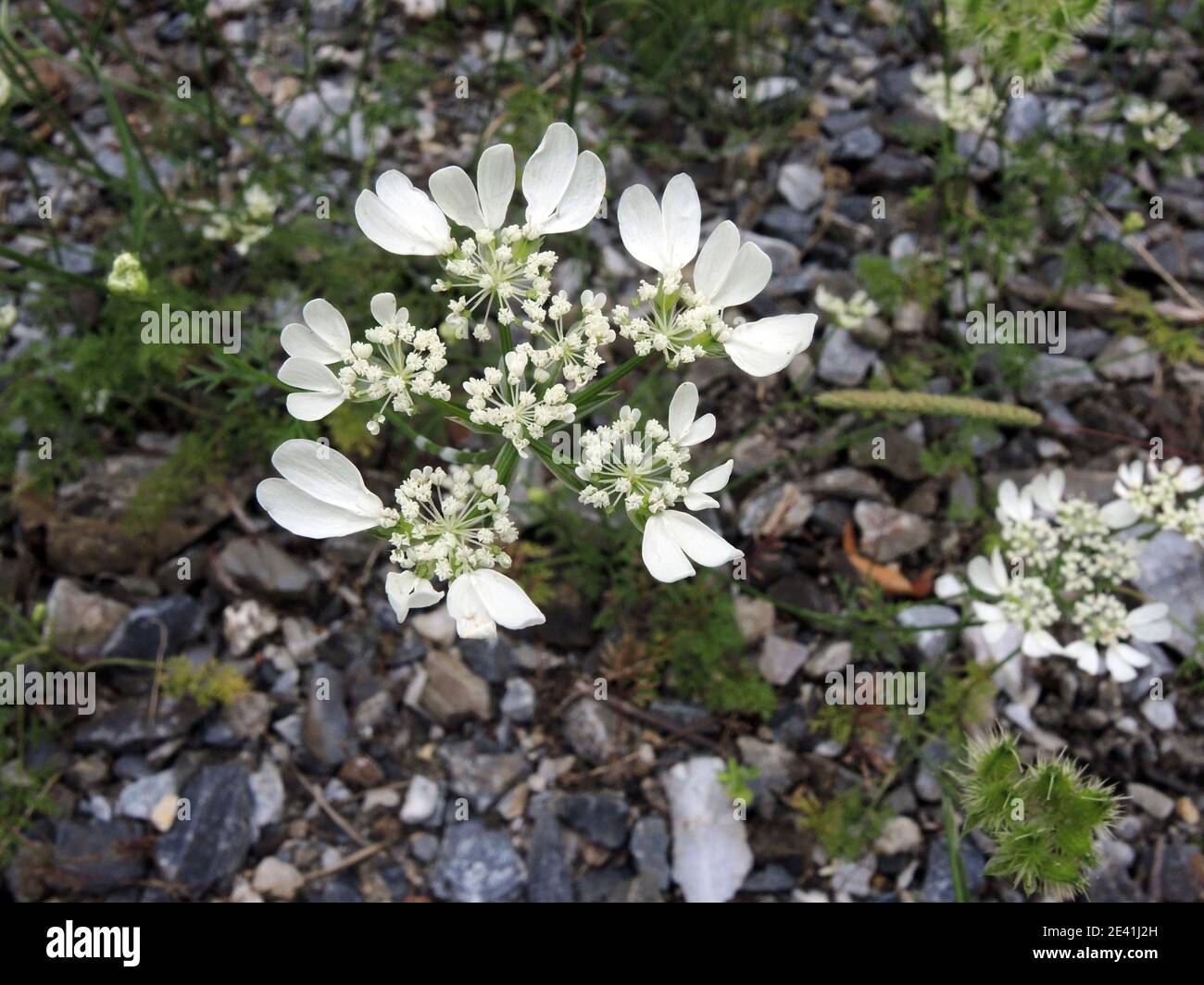 White lace flower, White laceflower, Minoan Lace (Orlaya grandiflora, Caucalis grandiflora), blooming, Germany Stock Photo