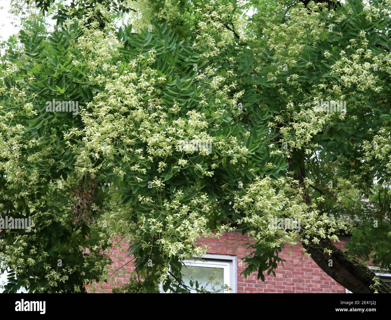Japanese pagoda tree (Styphnolobium japonicum, Sophora japonica), tree in a frontgarden Stock Photo