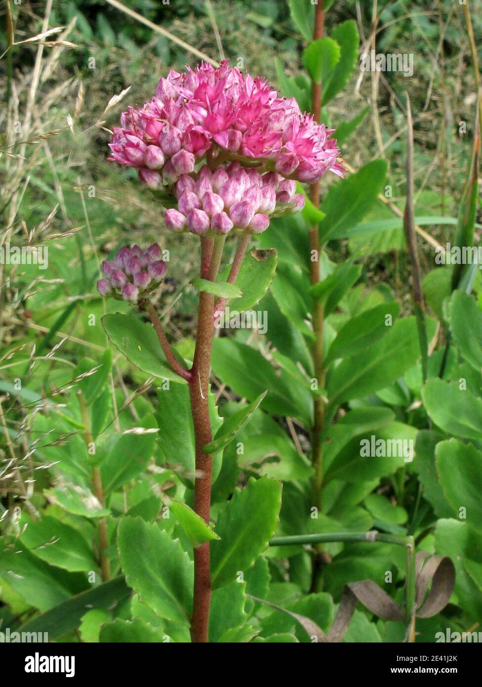 Orpine stonecrop, Garden stonecrop, Live-forever stonecrop (Sedum telephium, Hylotelephium telephium), blooming, Germany Stock Photo