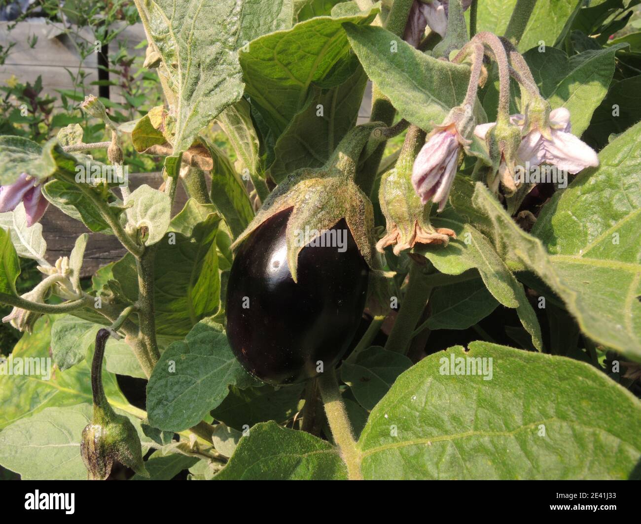 egg-plant, eggplant (Solanum melongena), fruit Stock Photo
