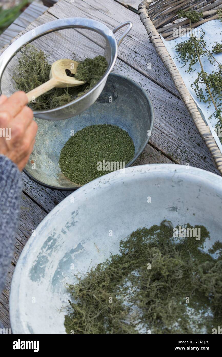 stinging nettle (Urtica dioica), dried seeds are sifted through a kitchen sieve, cleaned, Germany Stock Photo