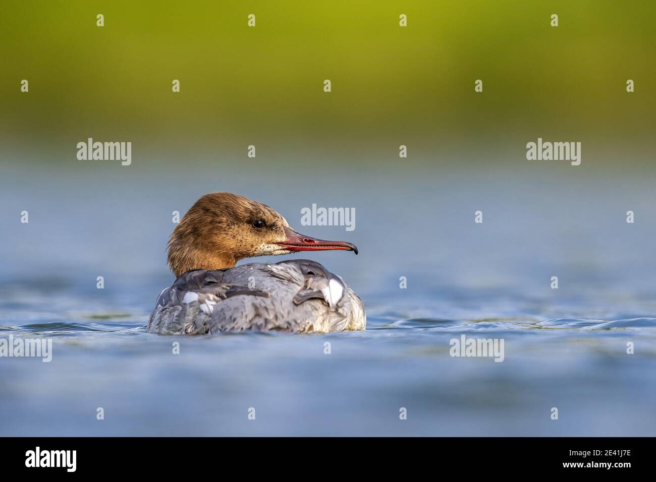 goosander (Mergus merganser merganser, Mergus merganser), First winter male moutling to first summer plumage swimming in Maellaert's lake, Belgium Stock Photo