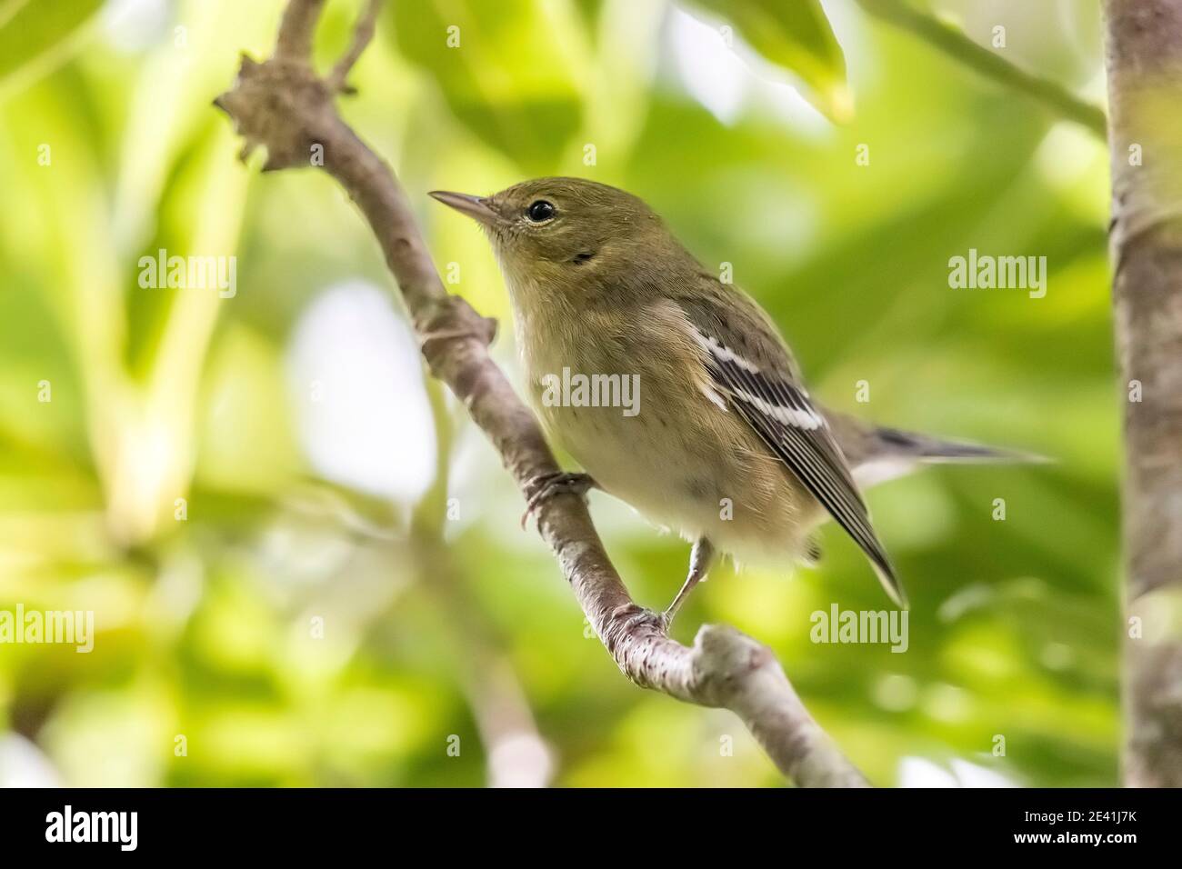bay-breasted warbler (Setophaga castanea, Dendroica castanea), First-winter female perched in a laurel tree, Azores, Corvo Stock Photo