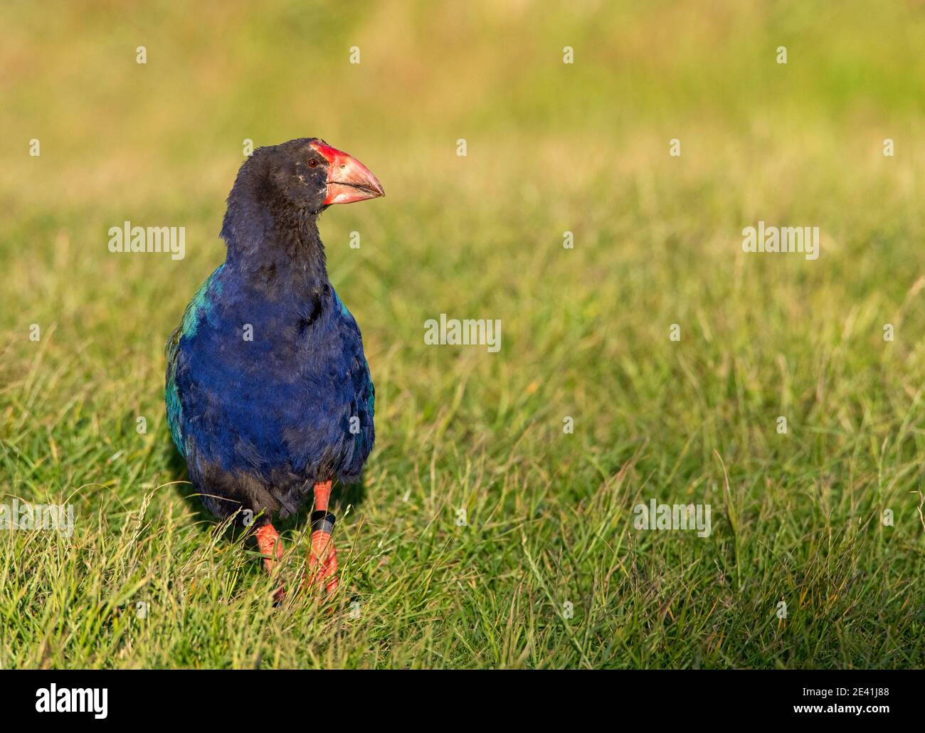 South Island takahe, notornis, takahe (Porphyrio hochstetteri), standing in a meadow, New Zealand, Northern Island, Tawharanui Regional Park Stock Photo