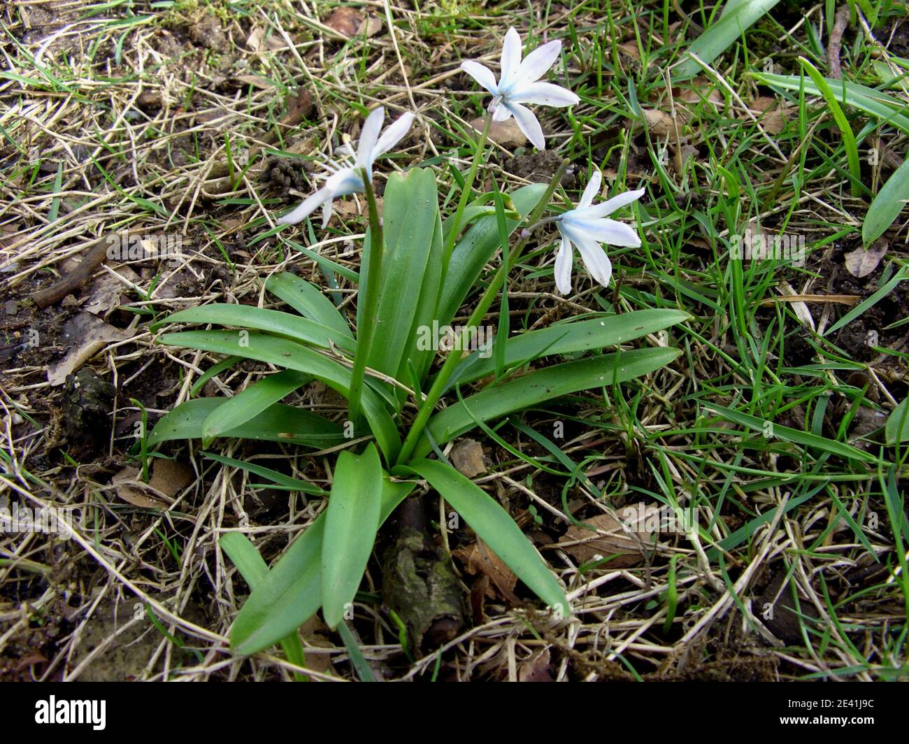 early scilla, white squill (Scilla mischtschenkoana, Scilla tubergeniana), blooming Stock Photo
