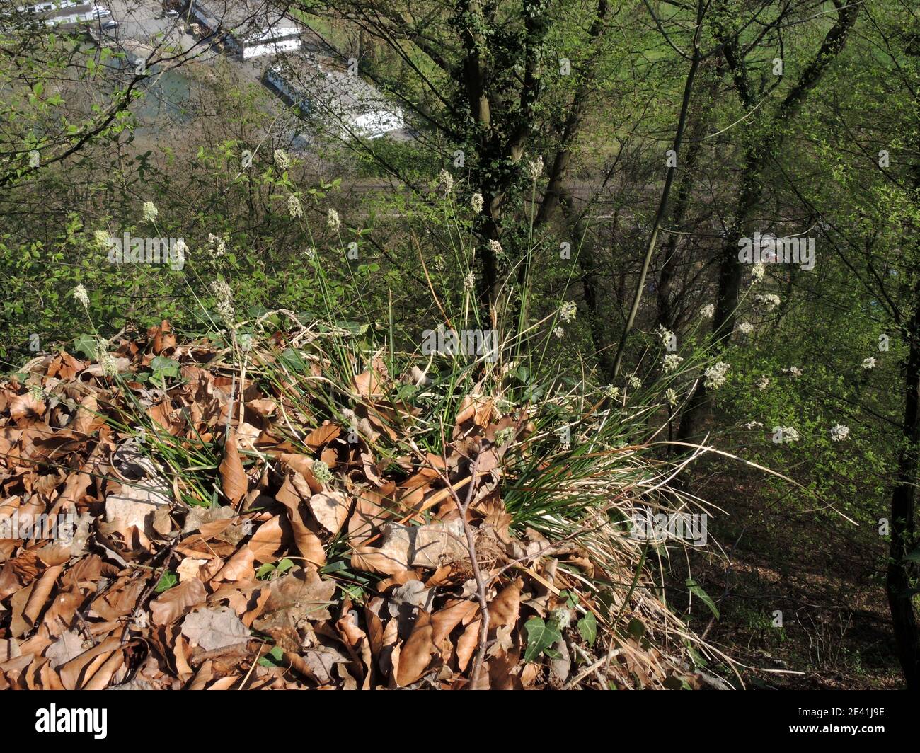 blue moor-grass (Sesleria caerulea, Seseleria albicans), blooming, Germany, North Rhine-Westphalia Stock Photo