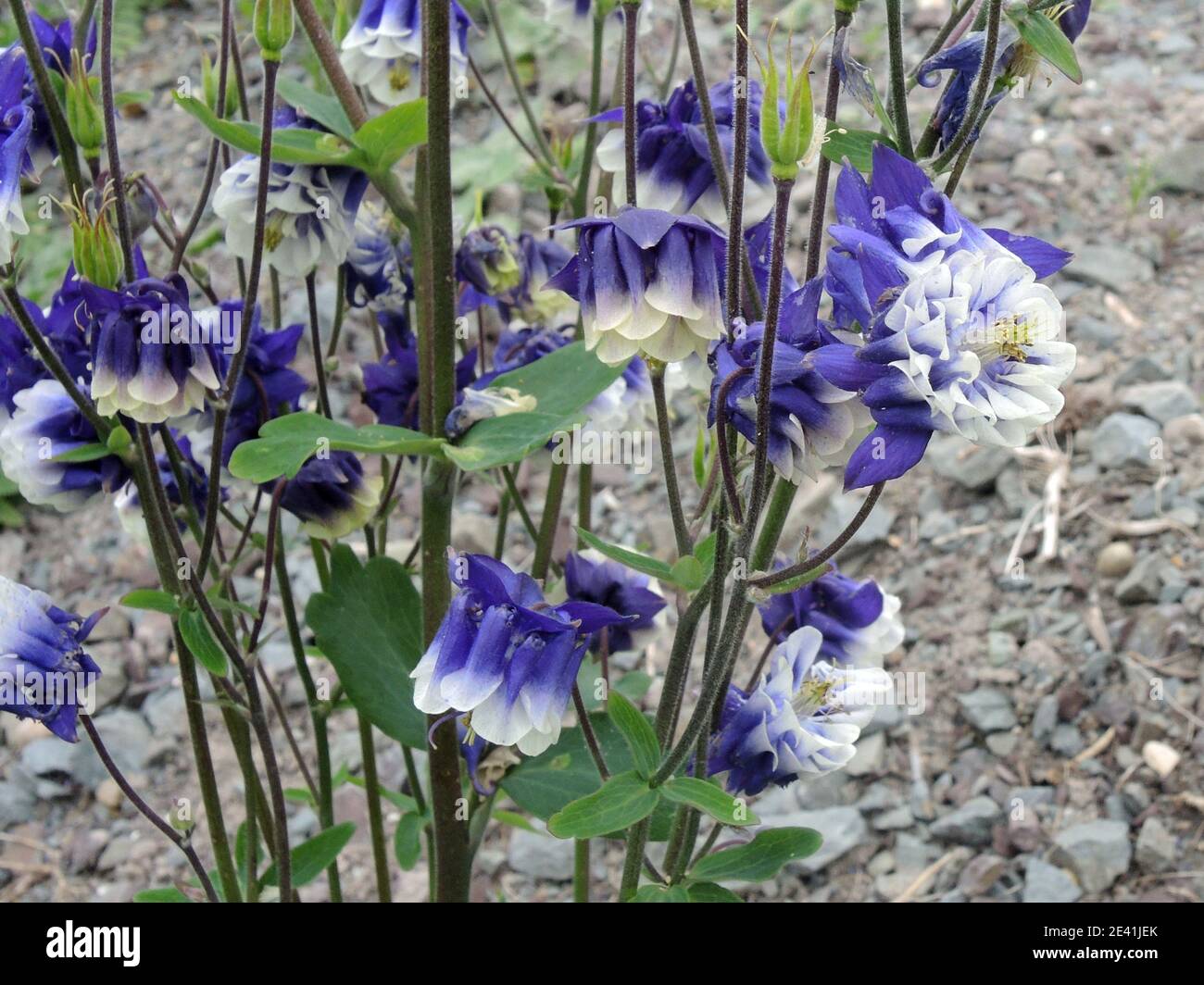 European columbine (Aquilegia vulgaris), blooming Stock Photo