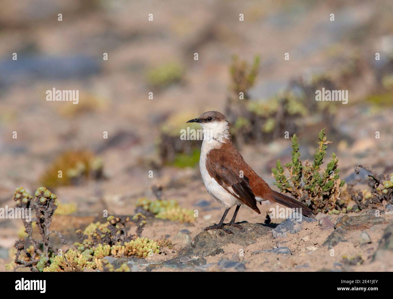 white-bellied cinclodes (Cinclodes palliatus), Standing on rocky slope in a high Andes bog, Peru, Andes, Marcapomacocha Stock Photo