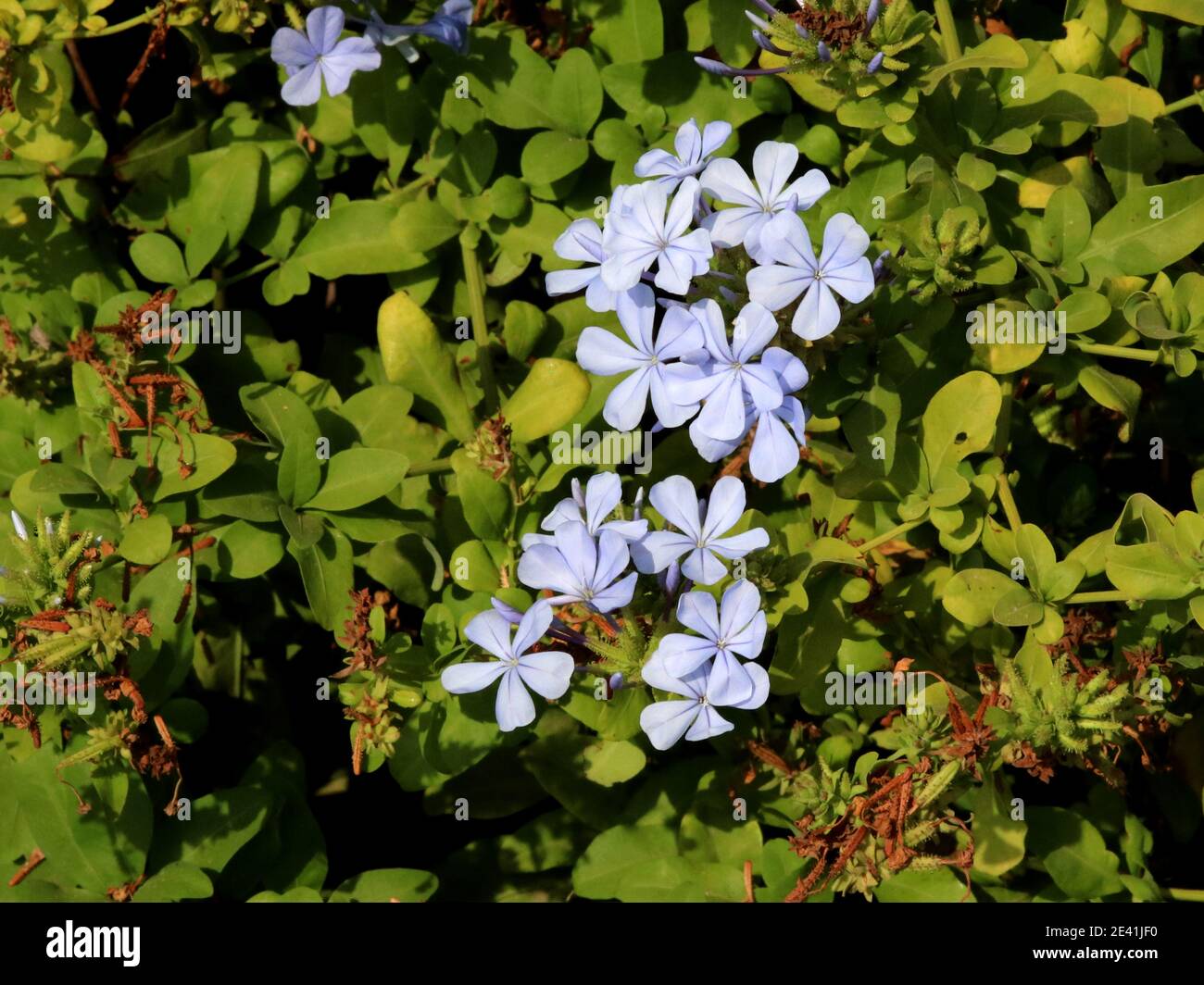 Cape Leadwort, Skyflower, Cape Plumbago (Plumbago auriculata, Plumbago capensis), blooming, Spain, Balearic Islands, Majorca Stock Photo