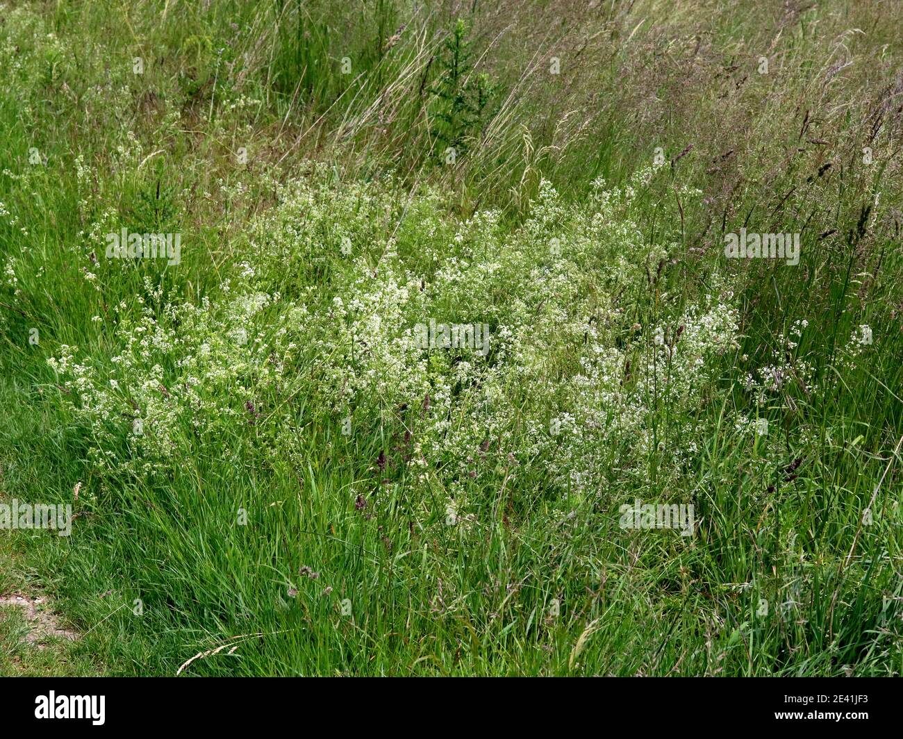 Great hedge bedstraw, Smooth bedstraw (Galium mollugo), blooming, Germany Stock Photo