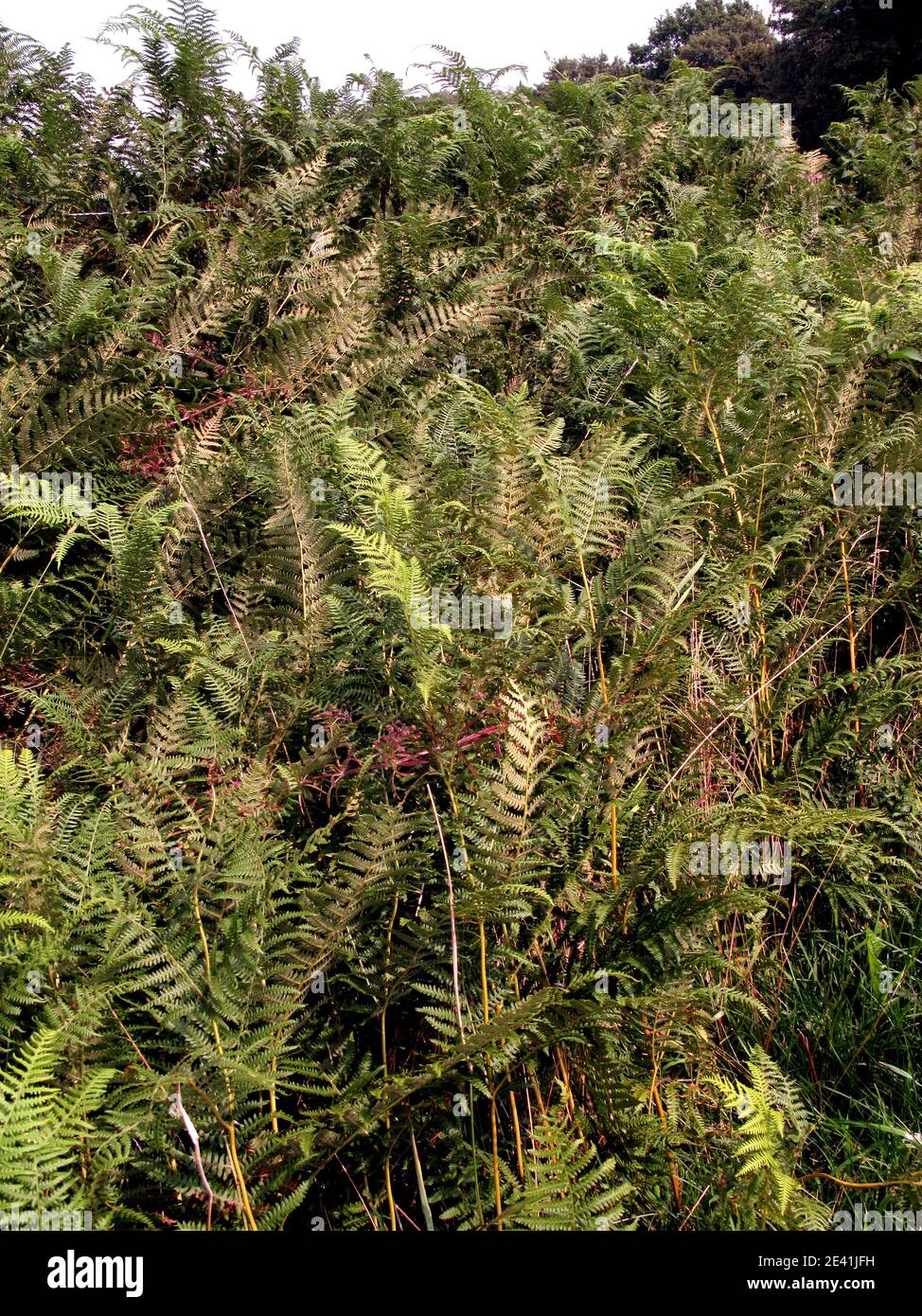 bracken fern (Pteridium aquilinum), population, Germany Stock Photo