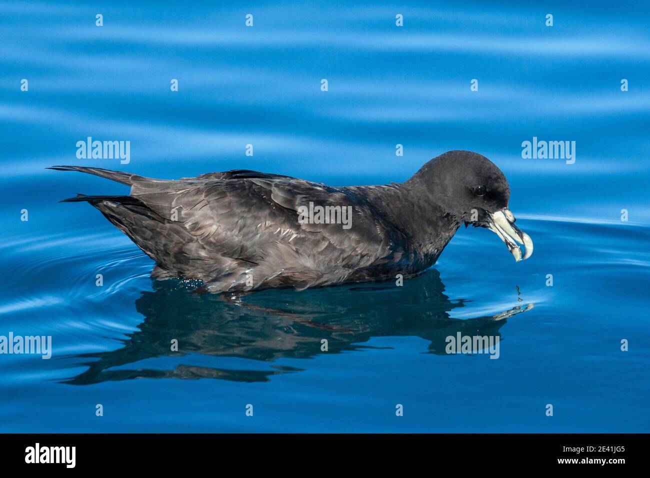 white-chinned petrel (Procellaria aequinoctialis), swimming on the Southern Pacific, New Zealand Stock Photo