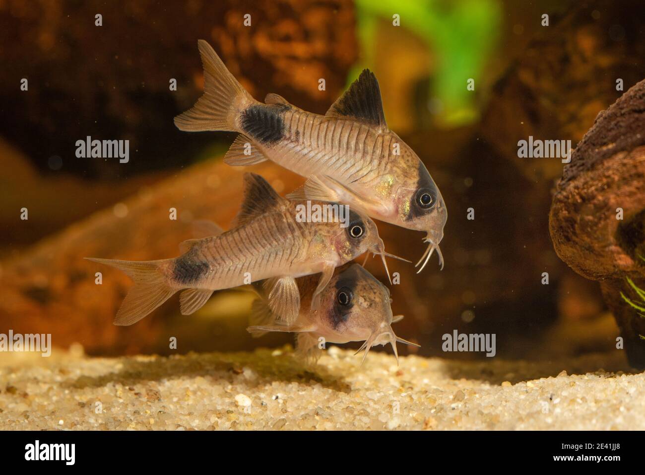 Panda cory (Corydoras panda), males chasing a female with egg in its pelvin fin pouch Stock Photo
