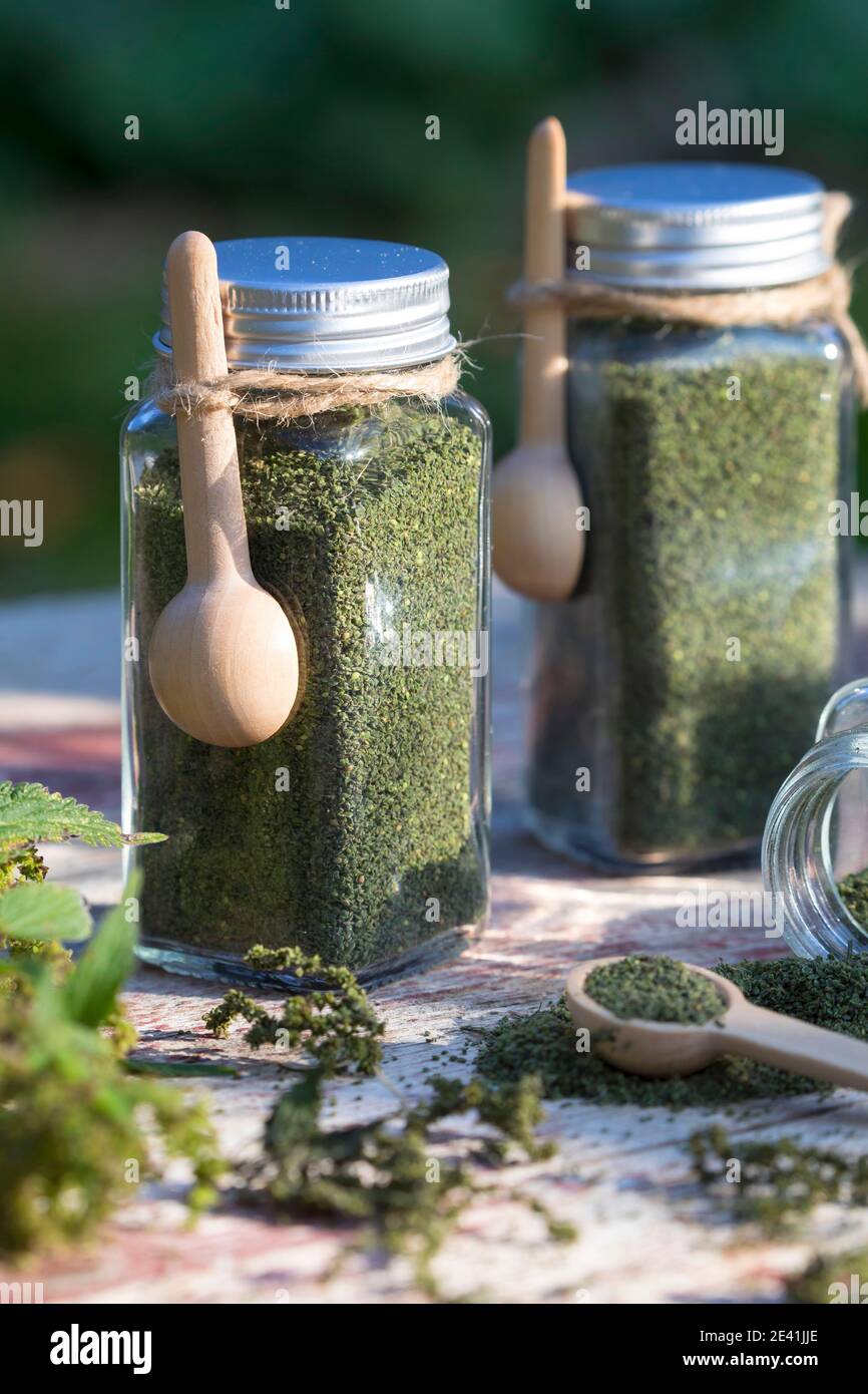 stinging nettle (Urtica dioica), dried nettle seeds in glass containers with wooden spoons, Germany Stock Photo