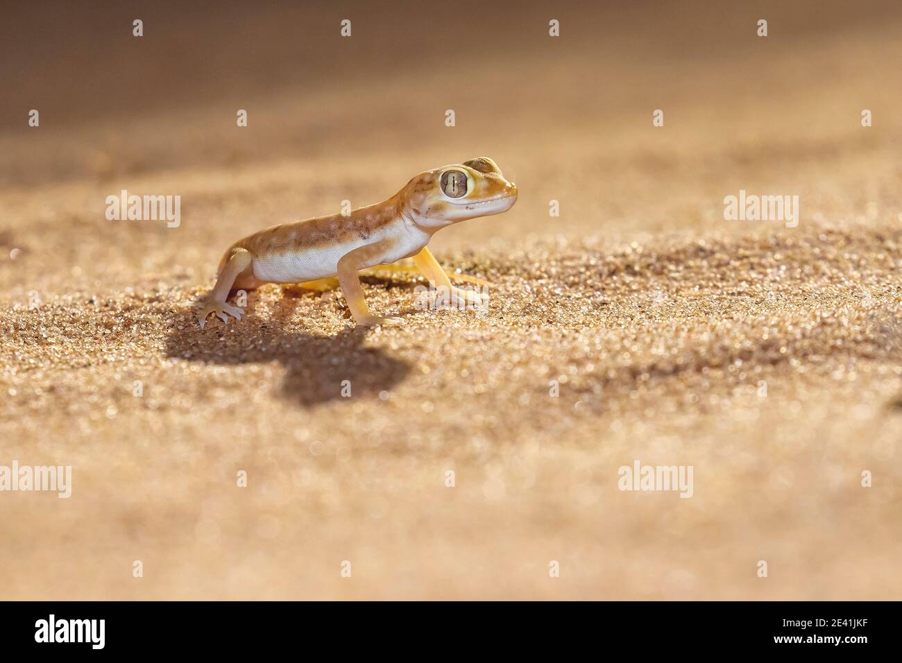 Petrie's Gecko, Dwarf Dune Gecko (Stenodactylus petrii, Stenodactylus petri), in sandy desert, Morocco, Western Sahara, Oued Ed-Dahab, Aousserd Stock Photo
