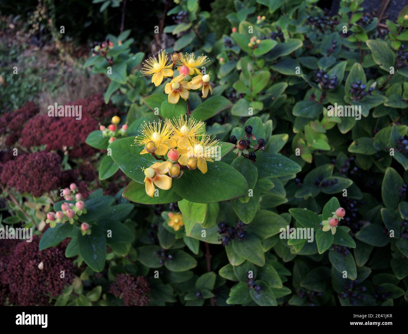 Tutsan (Hypericum androsaemum), blooming and fruting Stock Photo