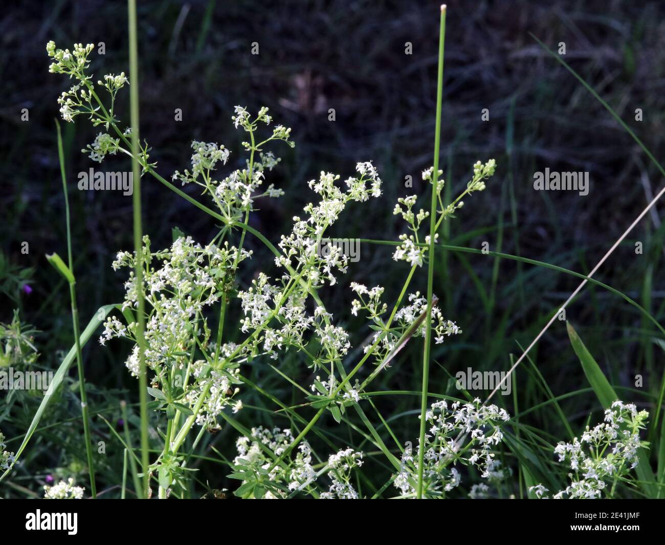 Great hedge bedstraw, Smooth bedstraw (Galium mollugo), blooming, Germany Stock Photo