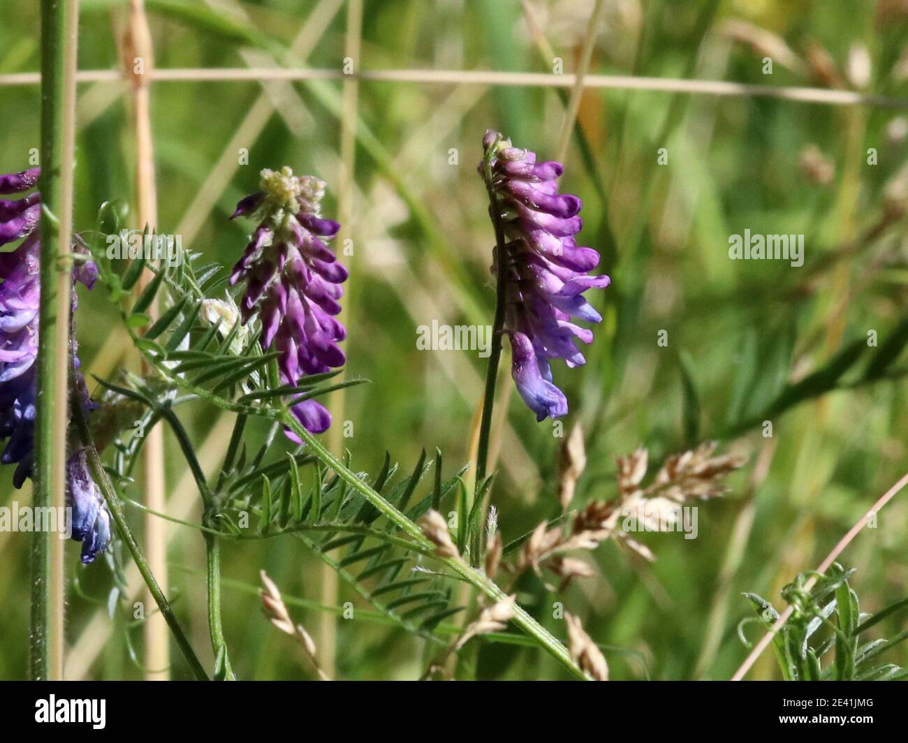 bird vetch, tinegrass, tufted vetch (Vicia cracca), blooming, Germany Stock Photo