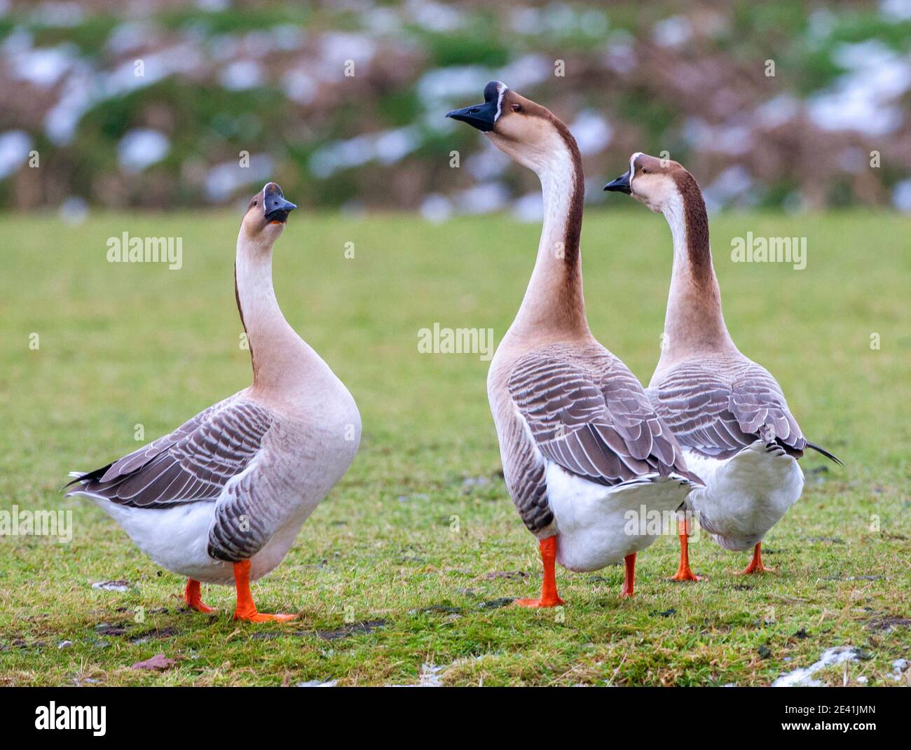 Chinese Goose (Anser cygnoides f. domestica), three escaped Chinese geese standing in a meadow, looking around, during winter. This is a breed of Stock Photo