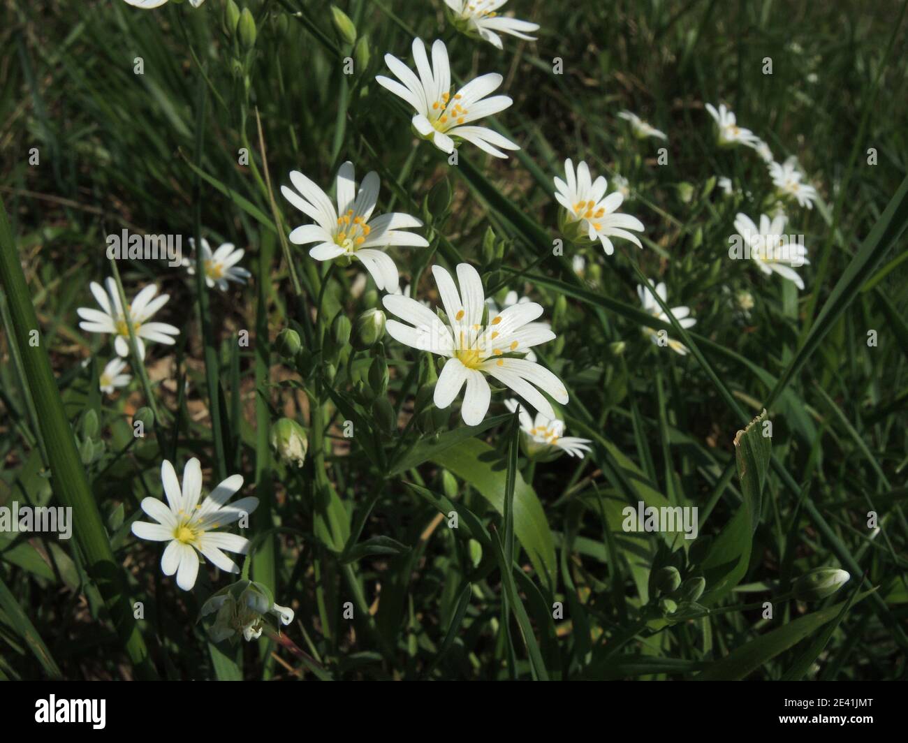 easterbell starwort, greater stitchwort (Stellaria holostea), blooming, Germany Stock Photo