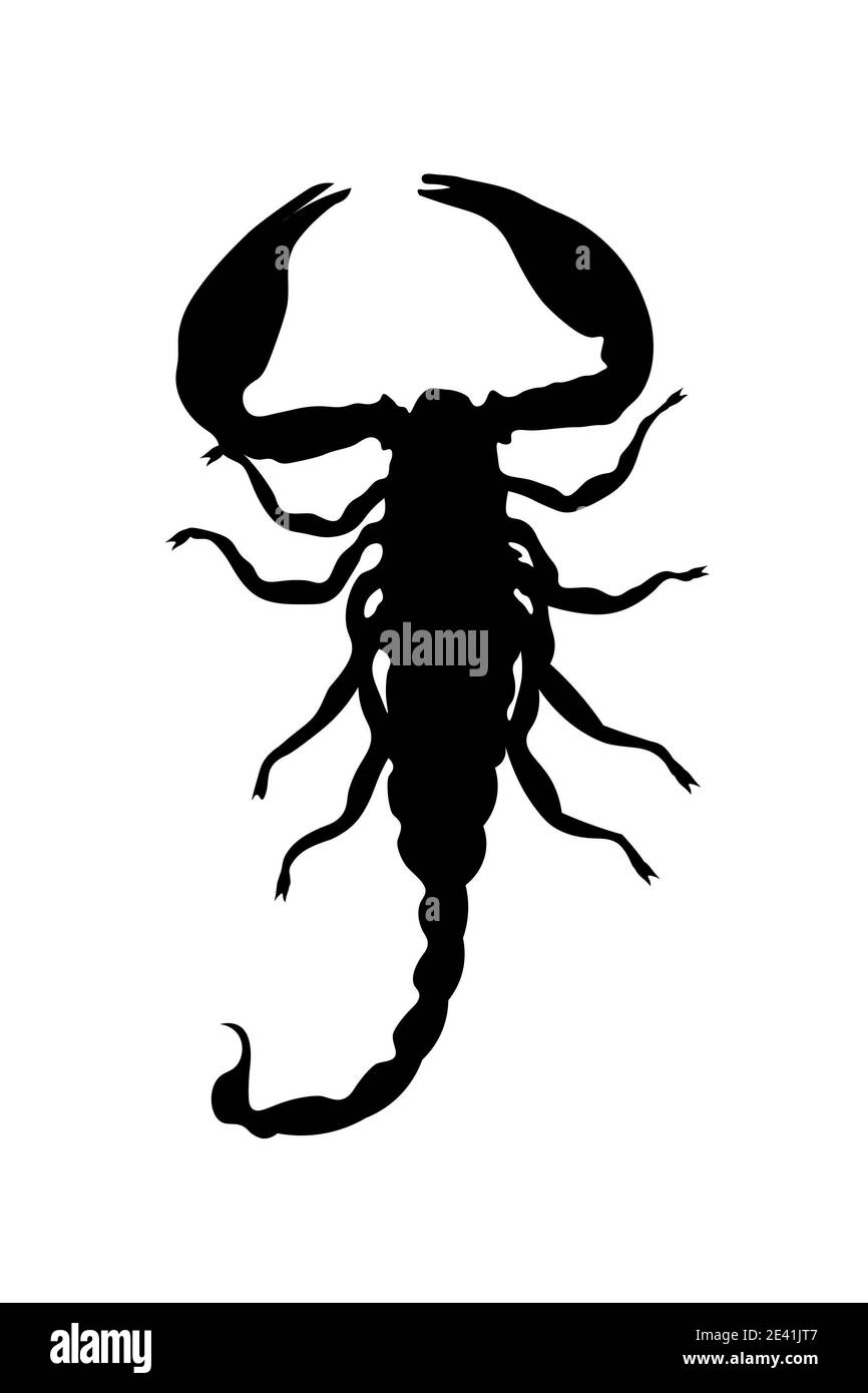 black scorpion silhouette isolated on white background. High quality photo Stock Photo