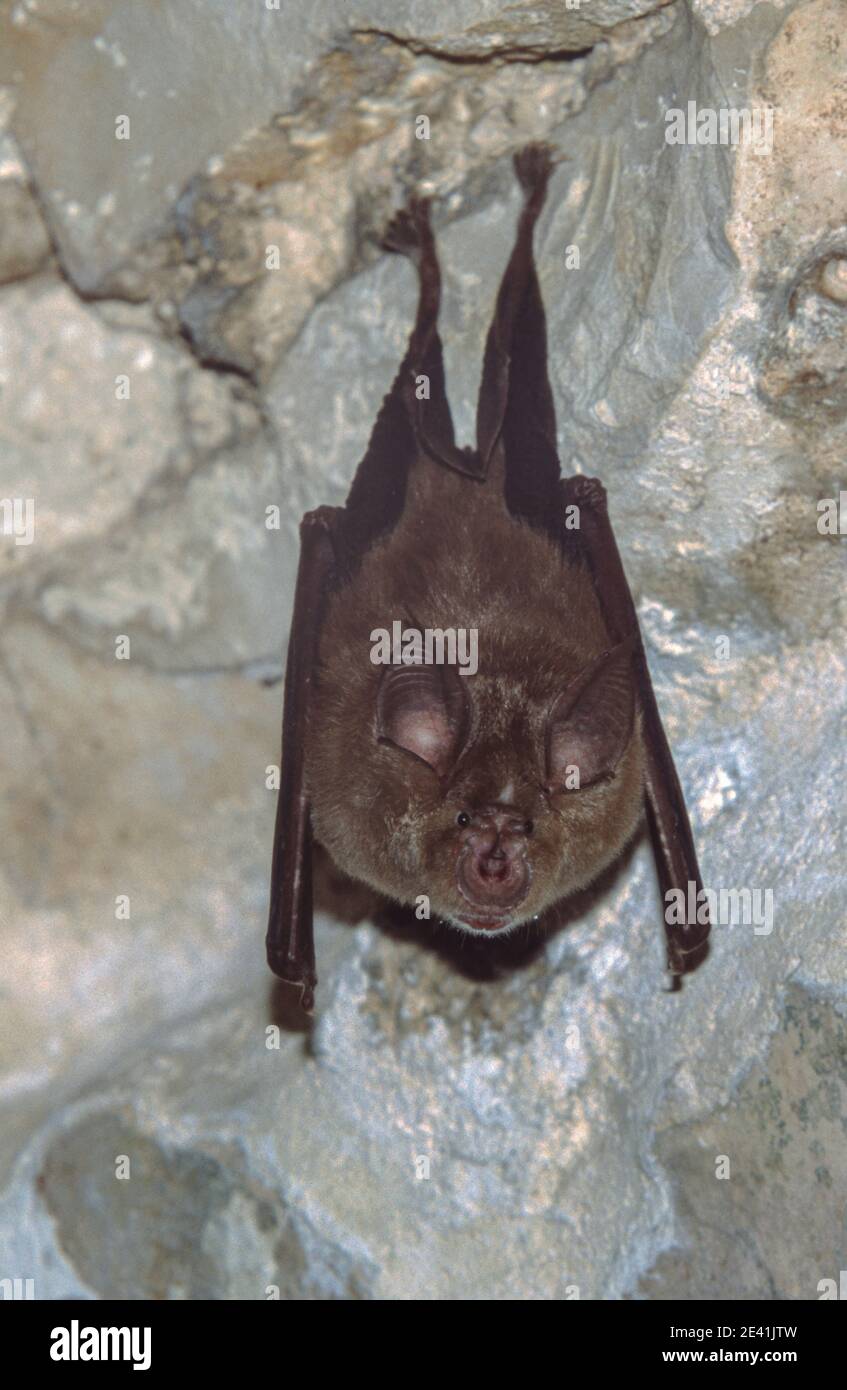 Mediterranean horseshoe bat (Rhinolophus euryale), hangs from an arch of an old abbey, Croatia, Istria, Klostar, Rovinj Stock Photo
