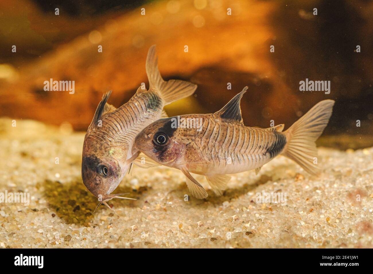 Panda cory (Corydoras panda), mating female with egg in its pelvic fin pouch clinged to the male Stock Photo