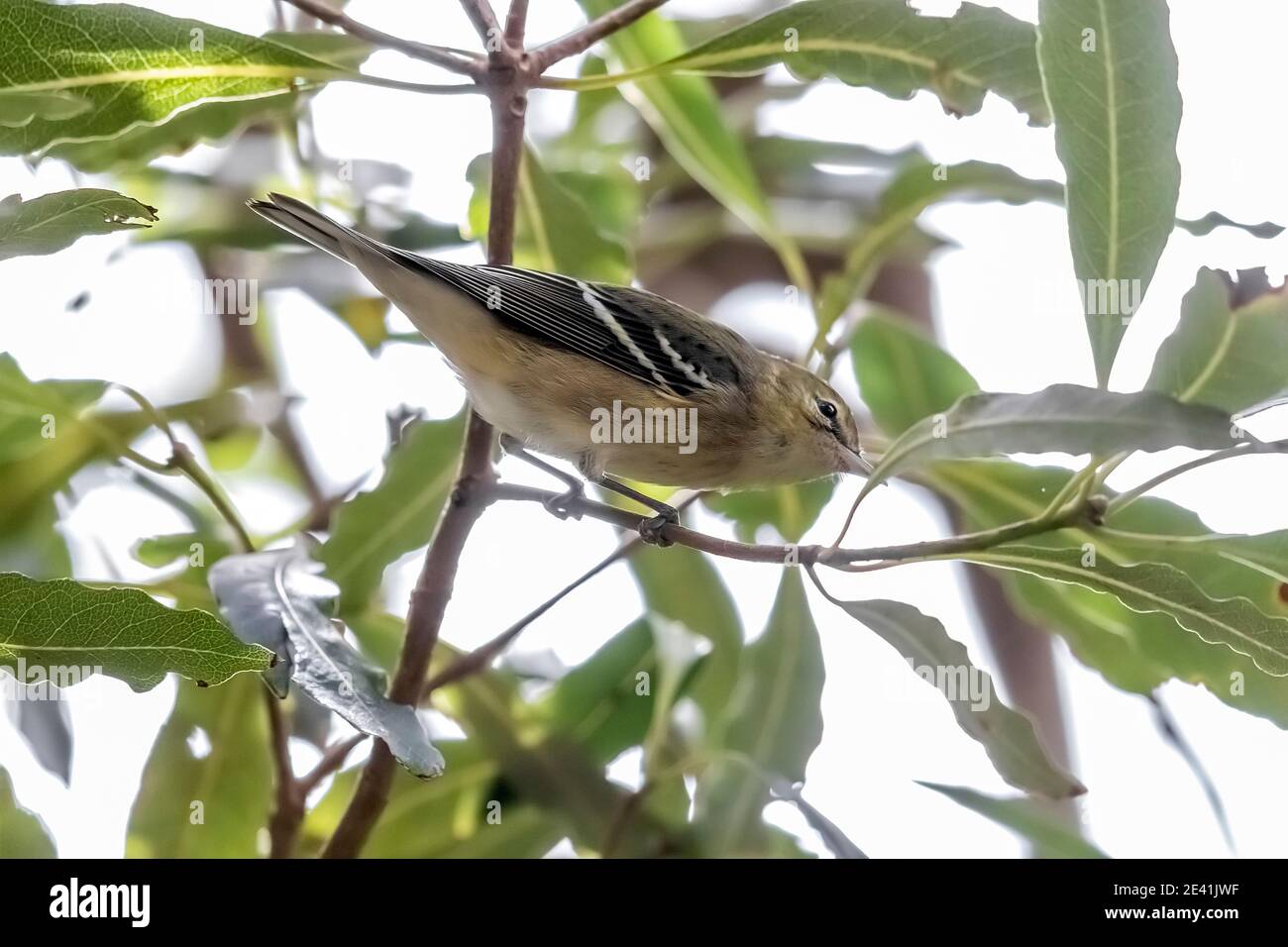 bay-breasted warbler (Setophaga castanea, Dendroica castanea), First-winter female perched in a laurel tree, Azores, Corvo Stock Photo