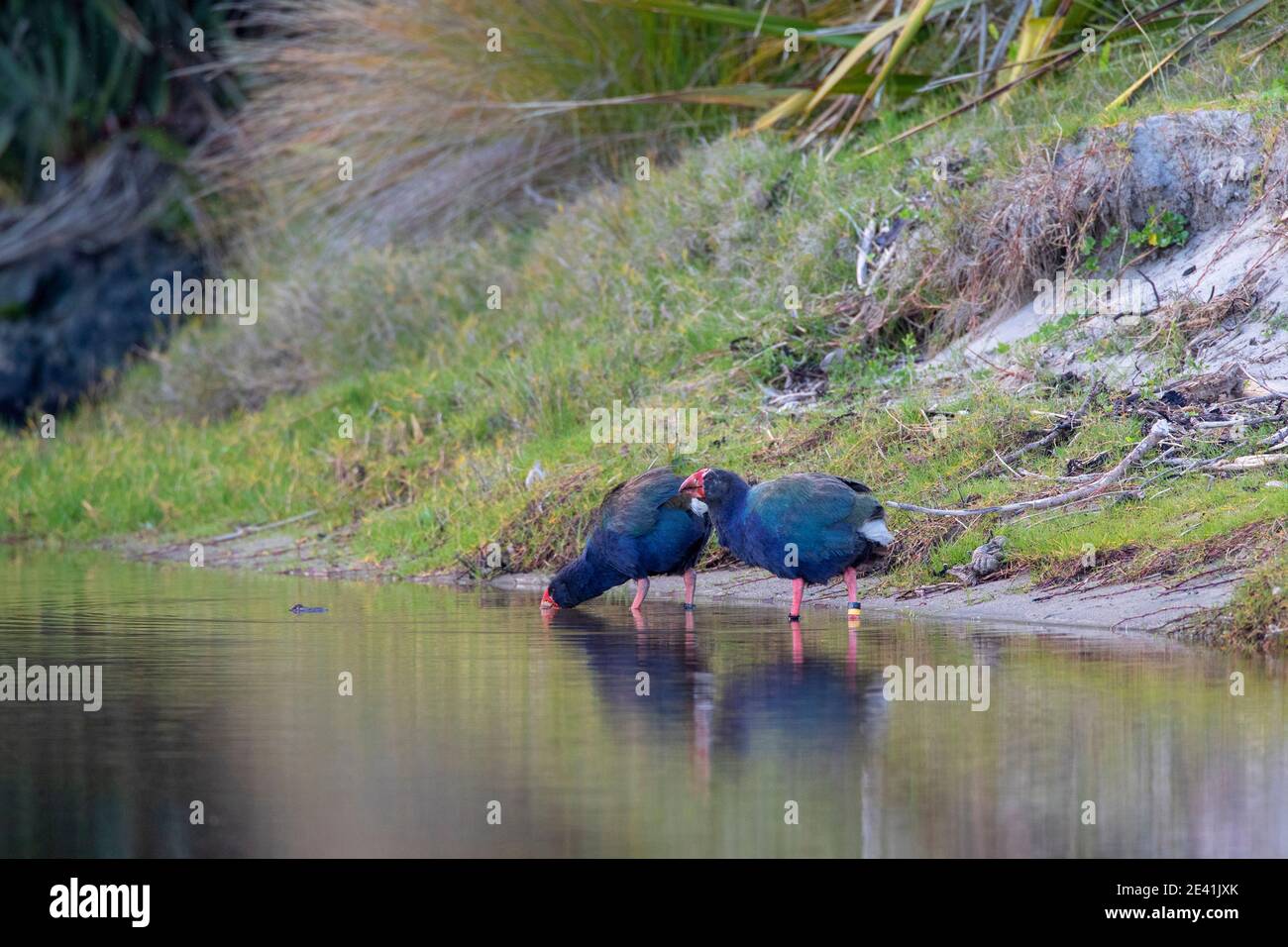 South Island takahe, notornis, takahe (Porphyrio hochstetteri), pair drinking from small stream, New Zealand, Northern Island, Tawharanui Regional Stock Photo